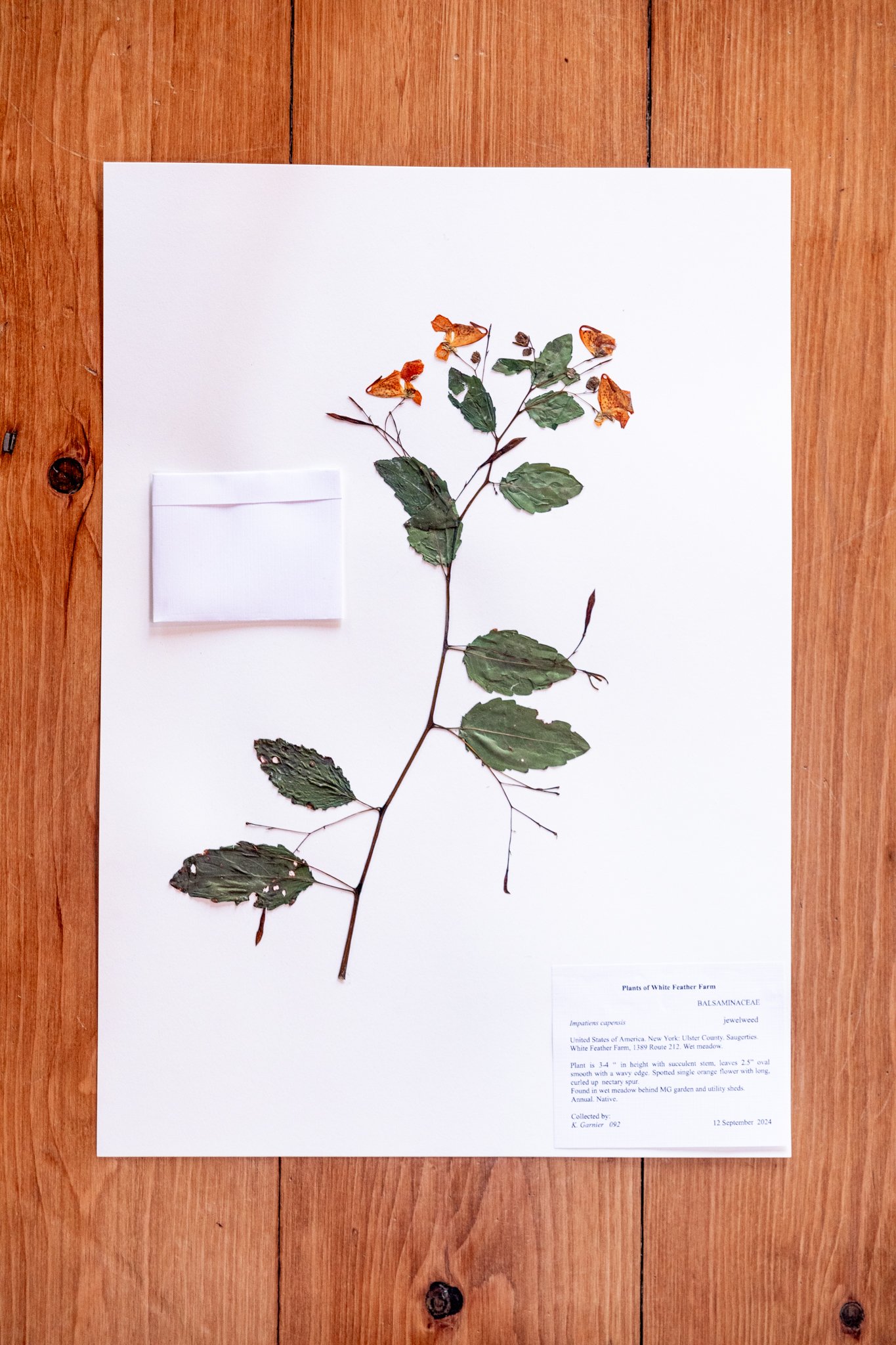 New Plant