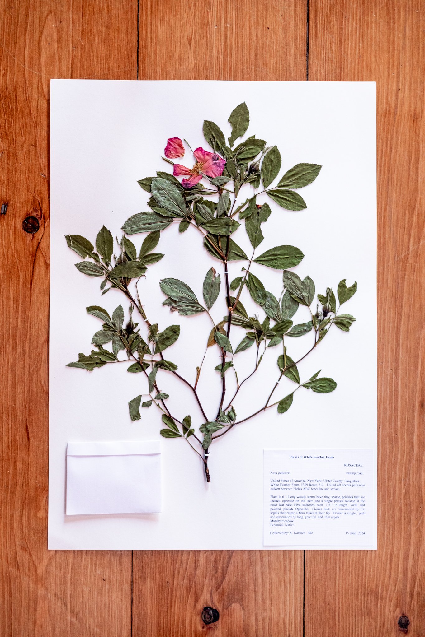 New Plant
