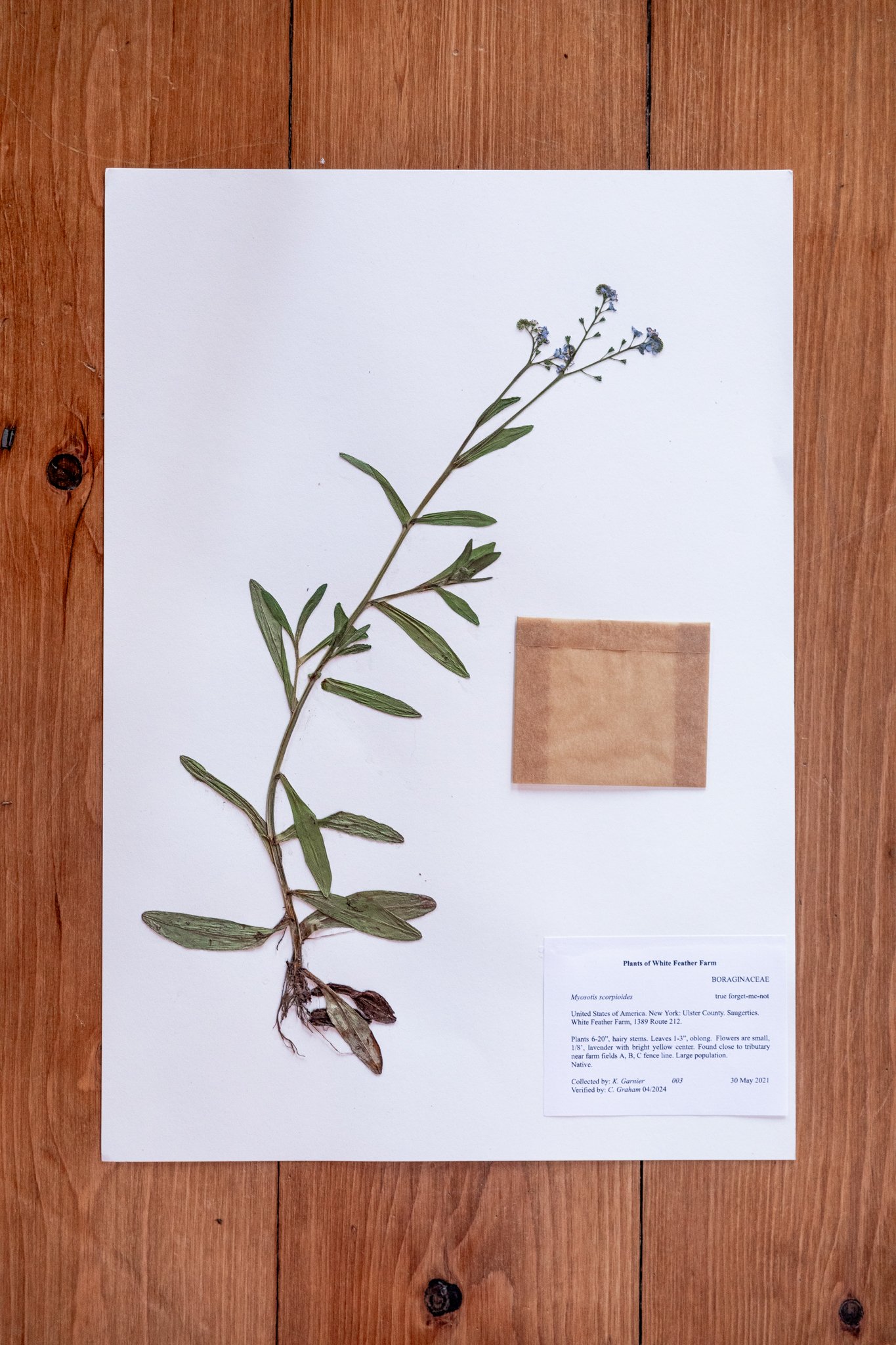 Plant C