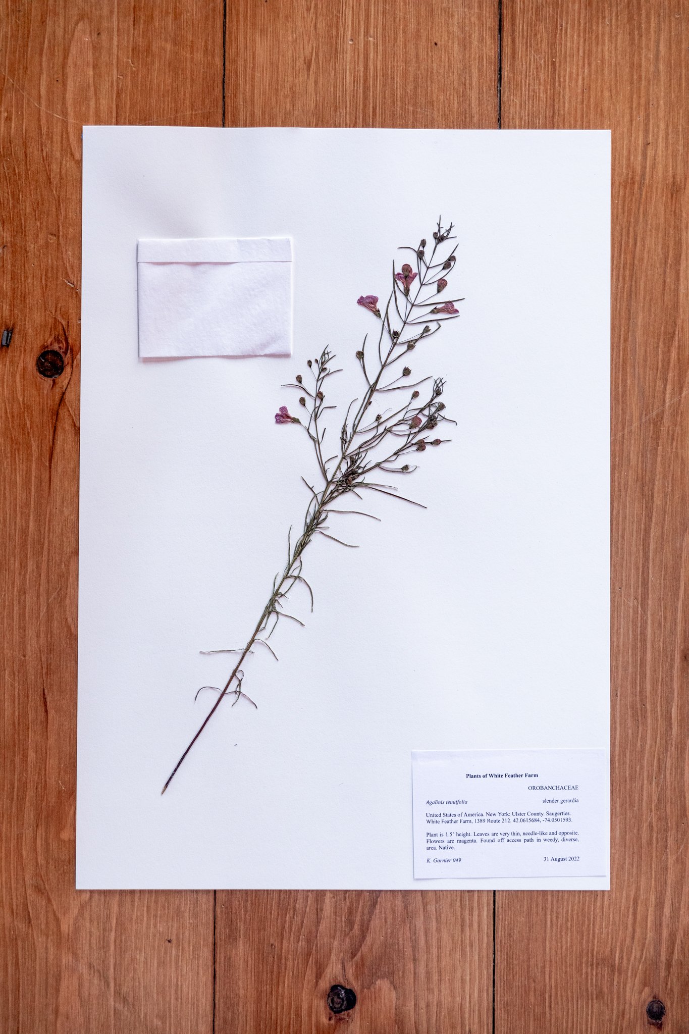 New Plant