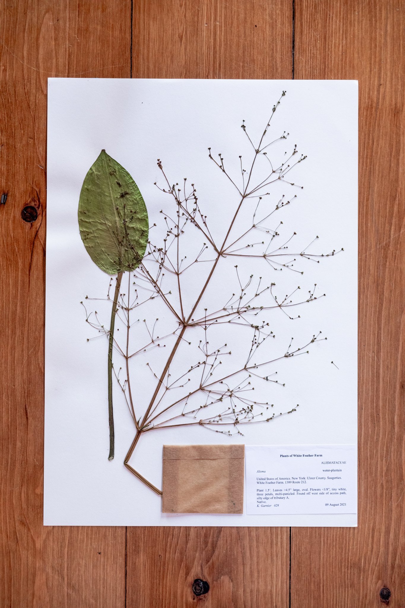 New Plant