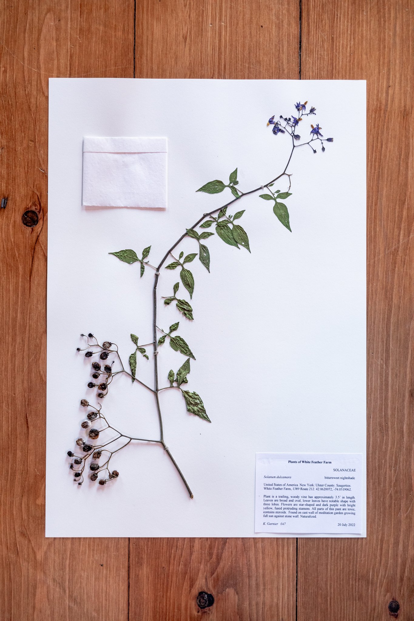 New Plant