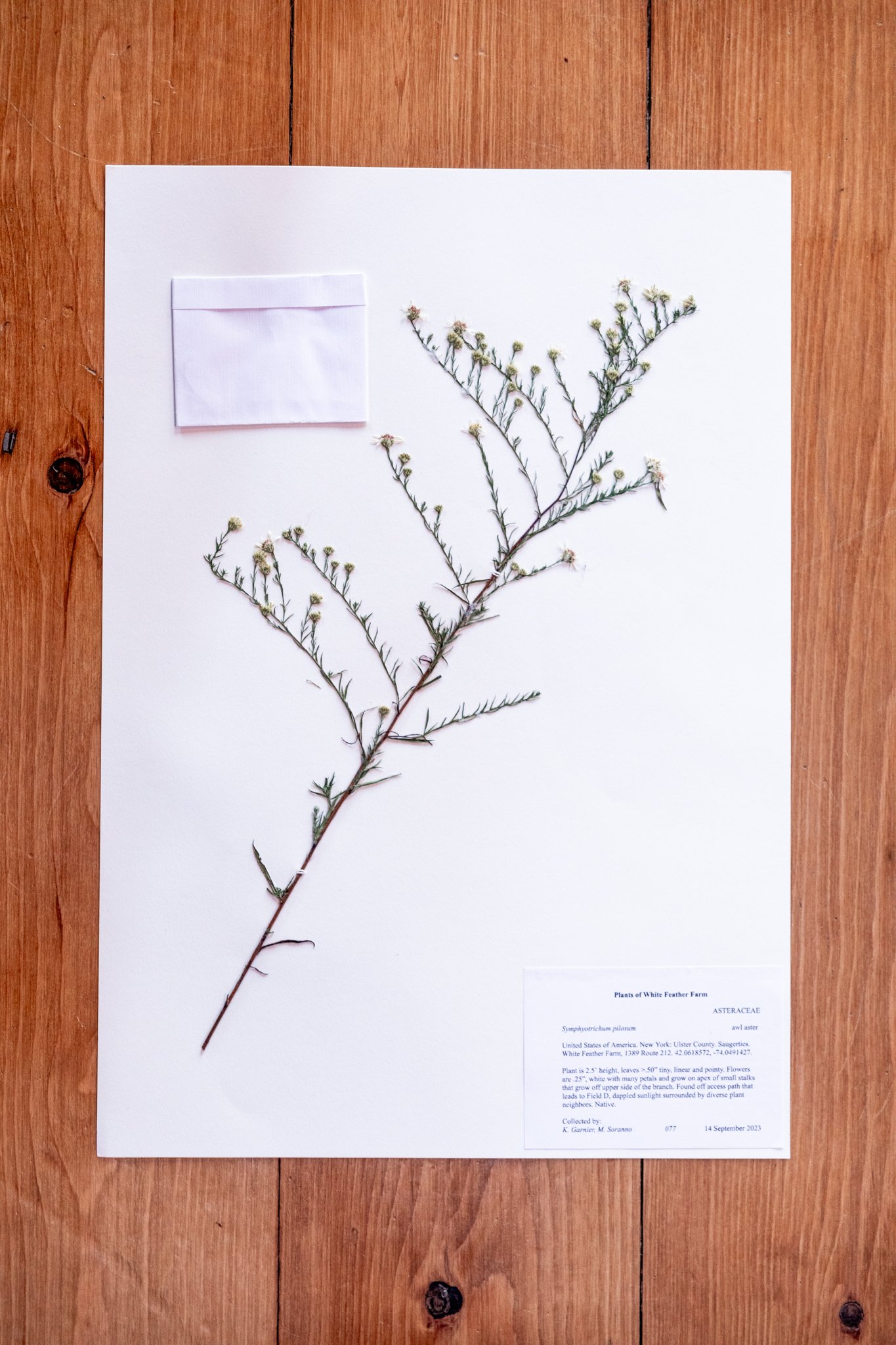 New Plant