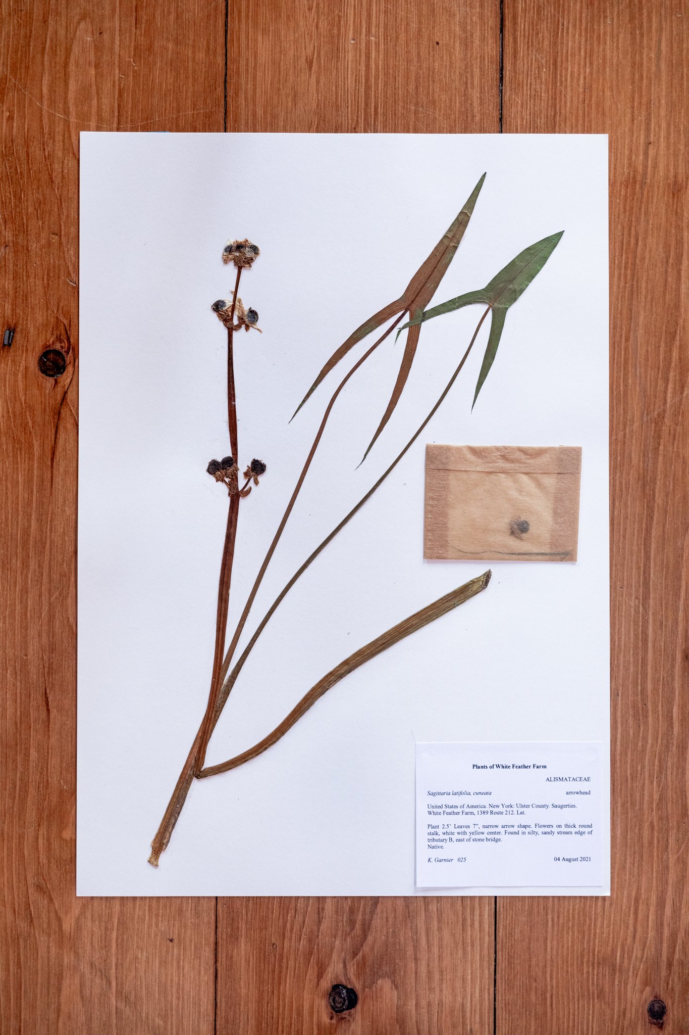 New Plant