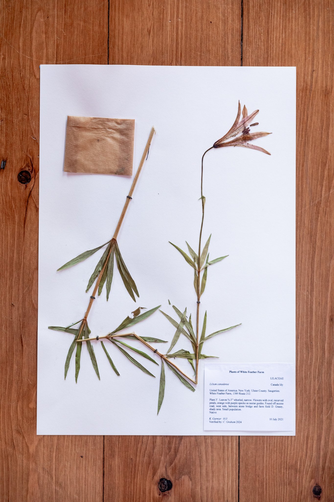 New Plant