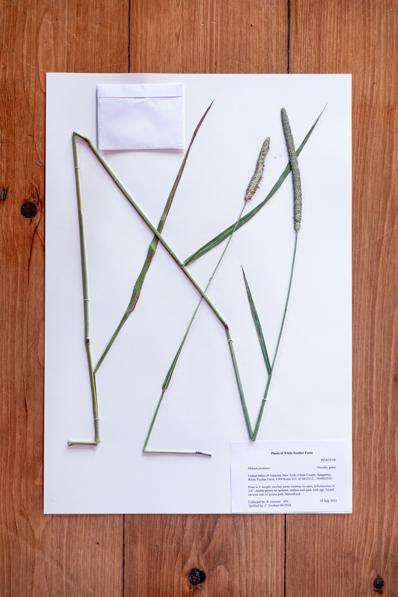 Plant C