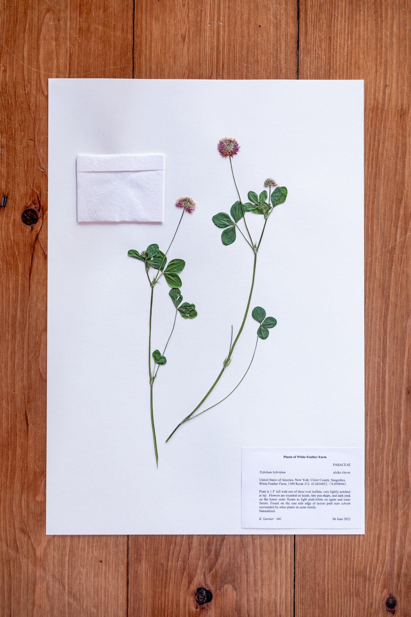New Plant