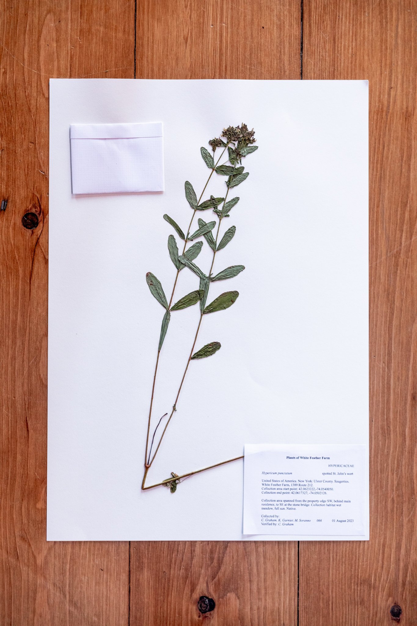 New Plant