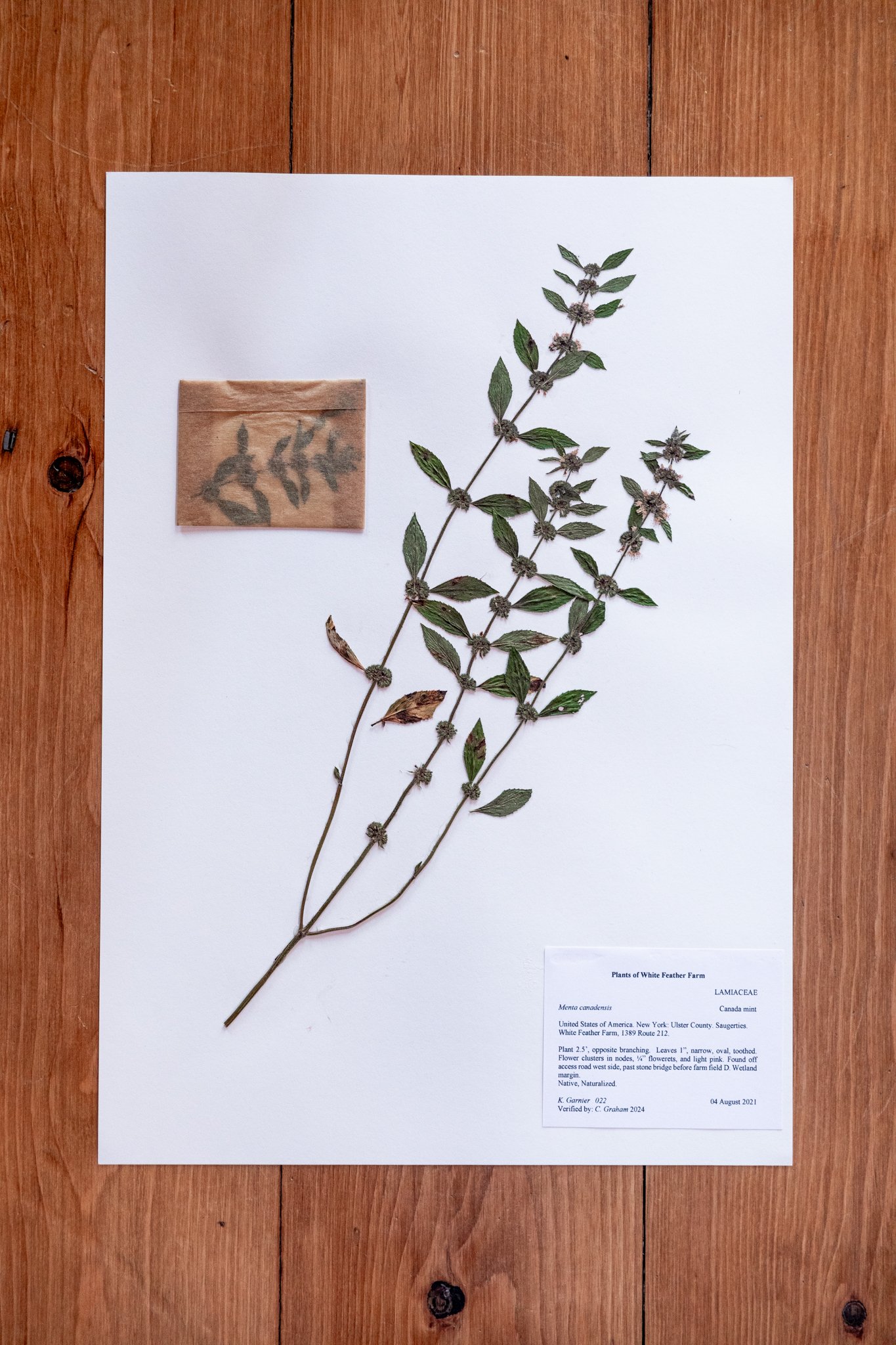 New Plant
