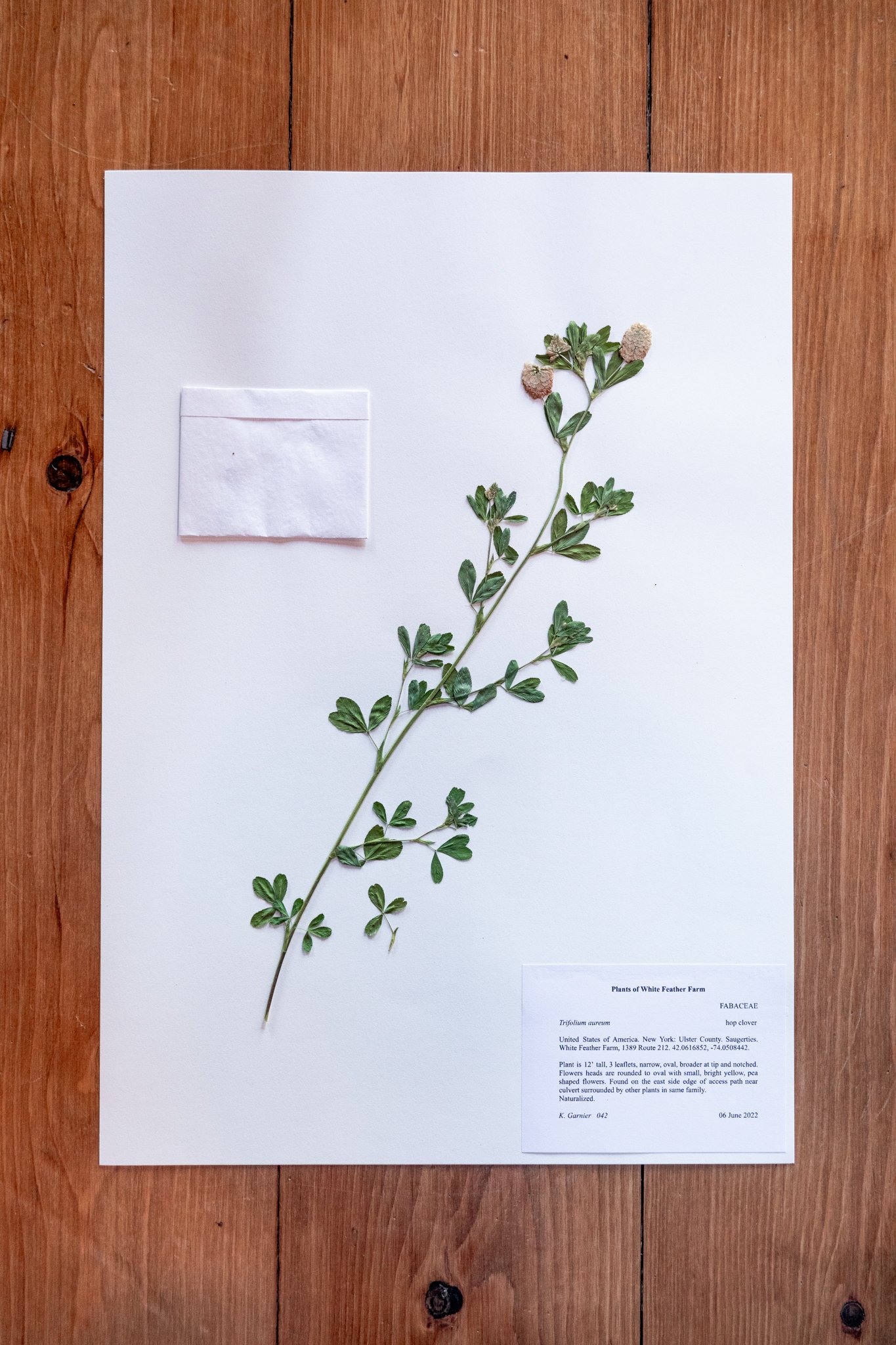 New Plant