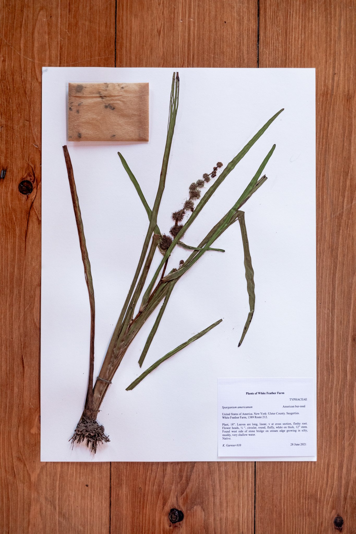 New Plant