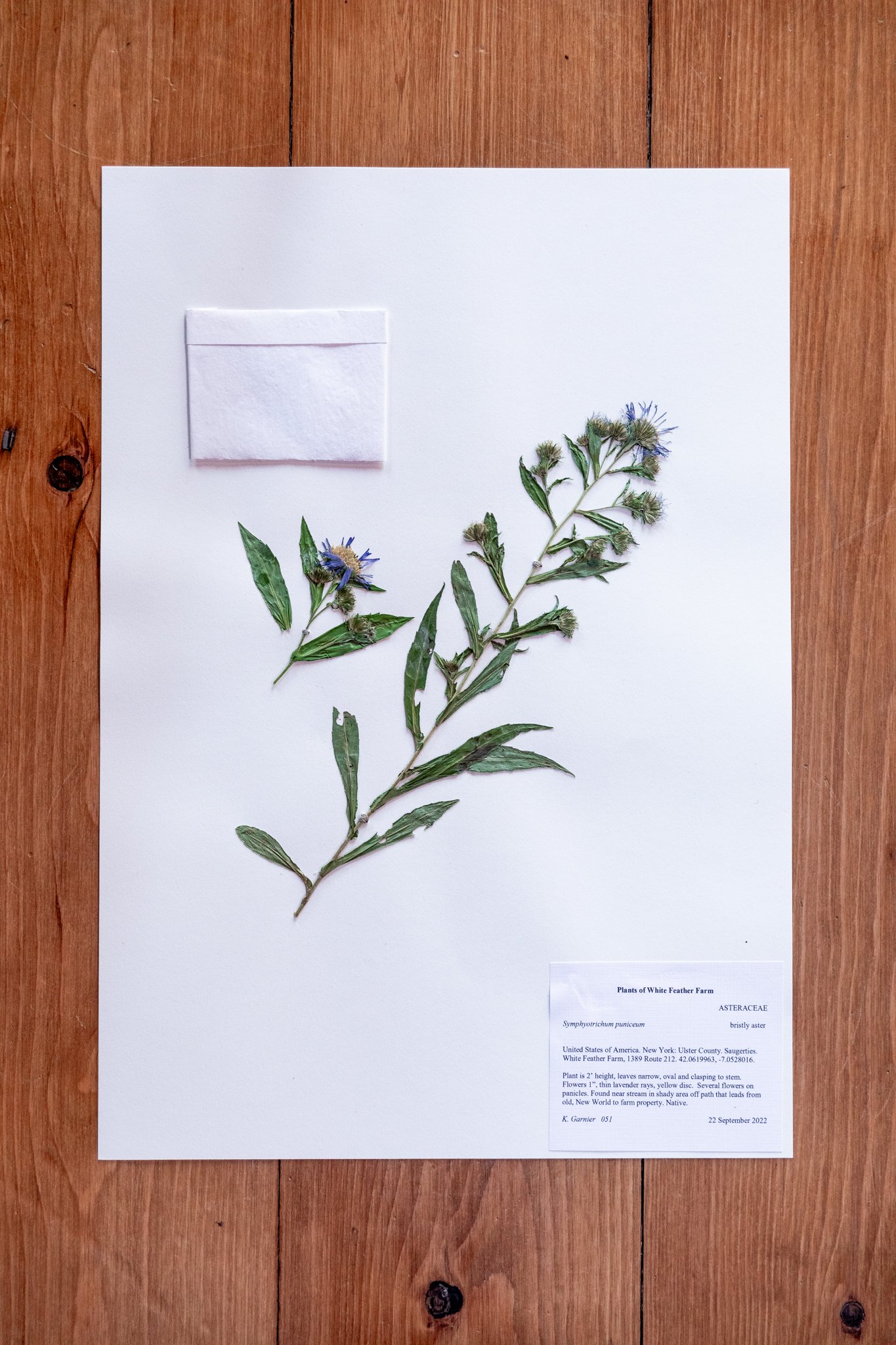 New Plant