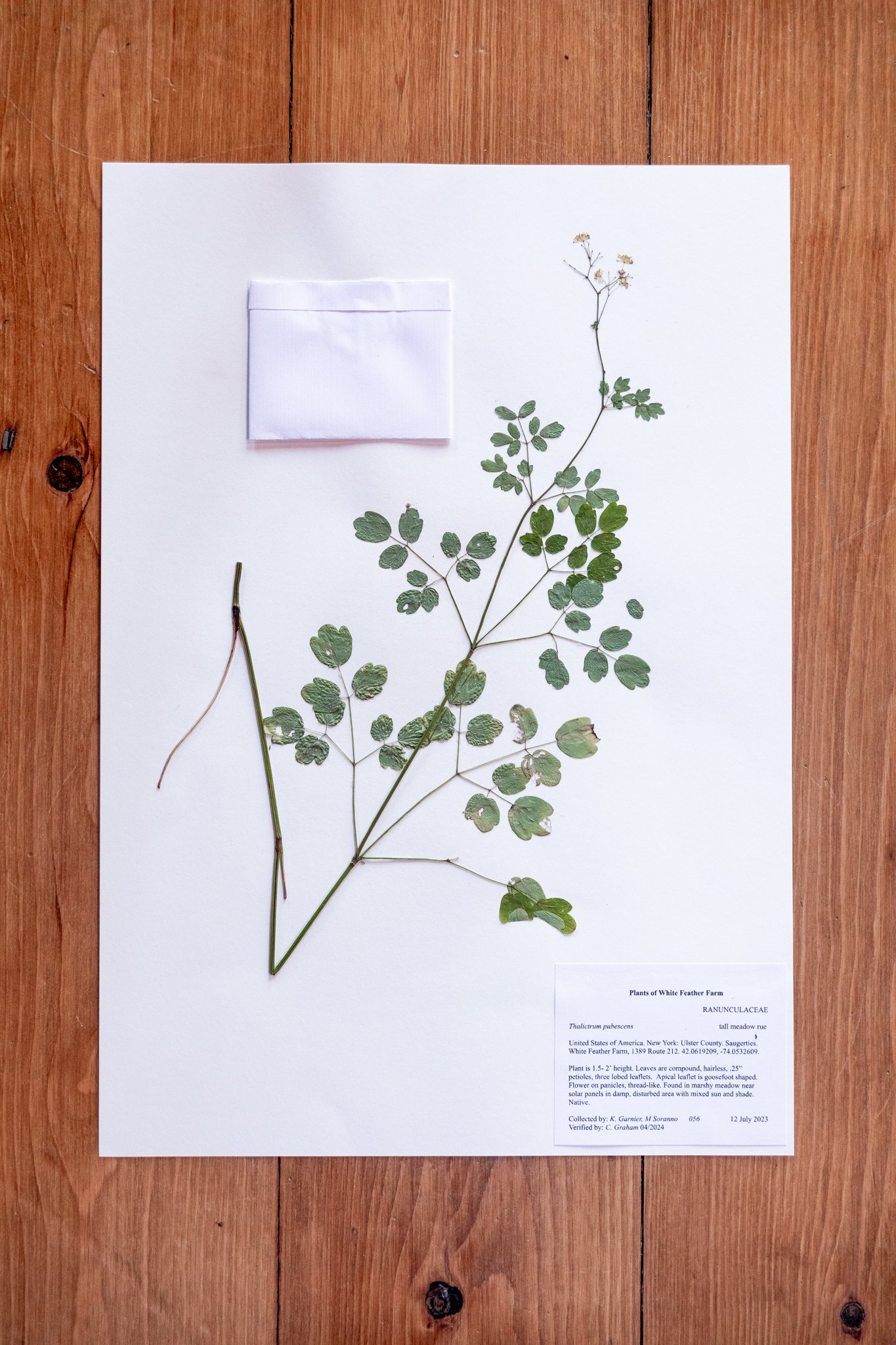 New Plant