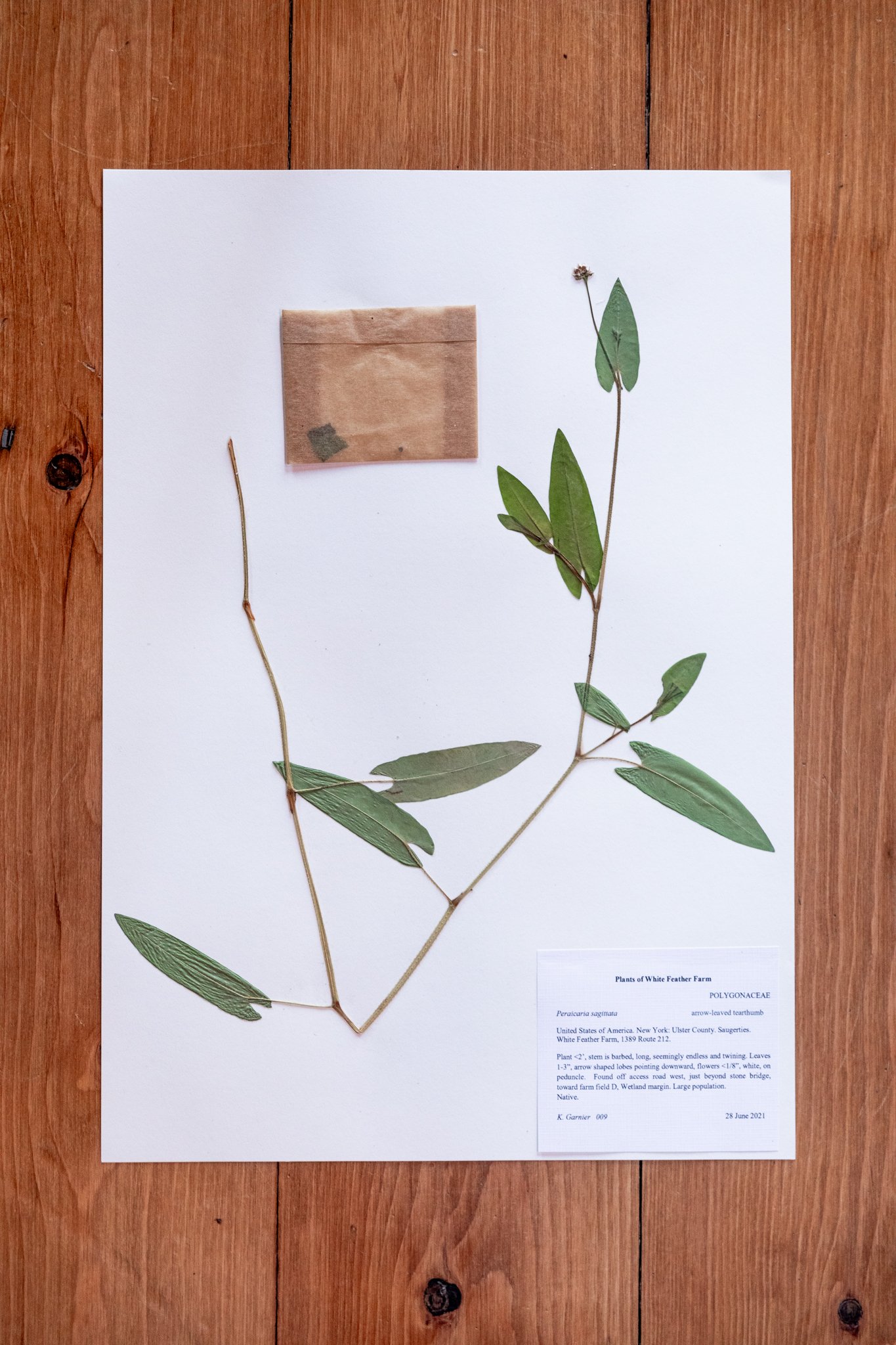 New Plant
