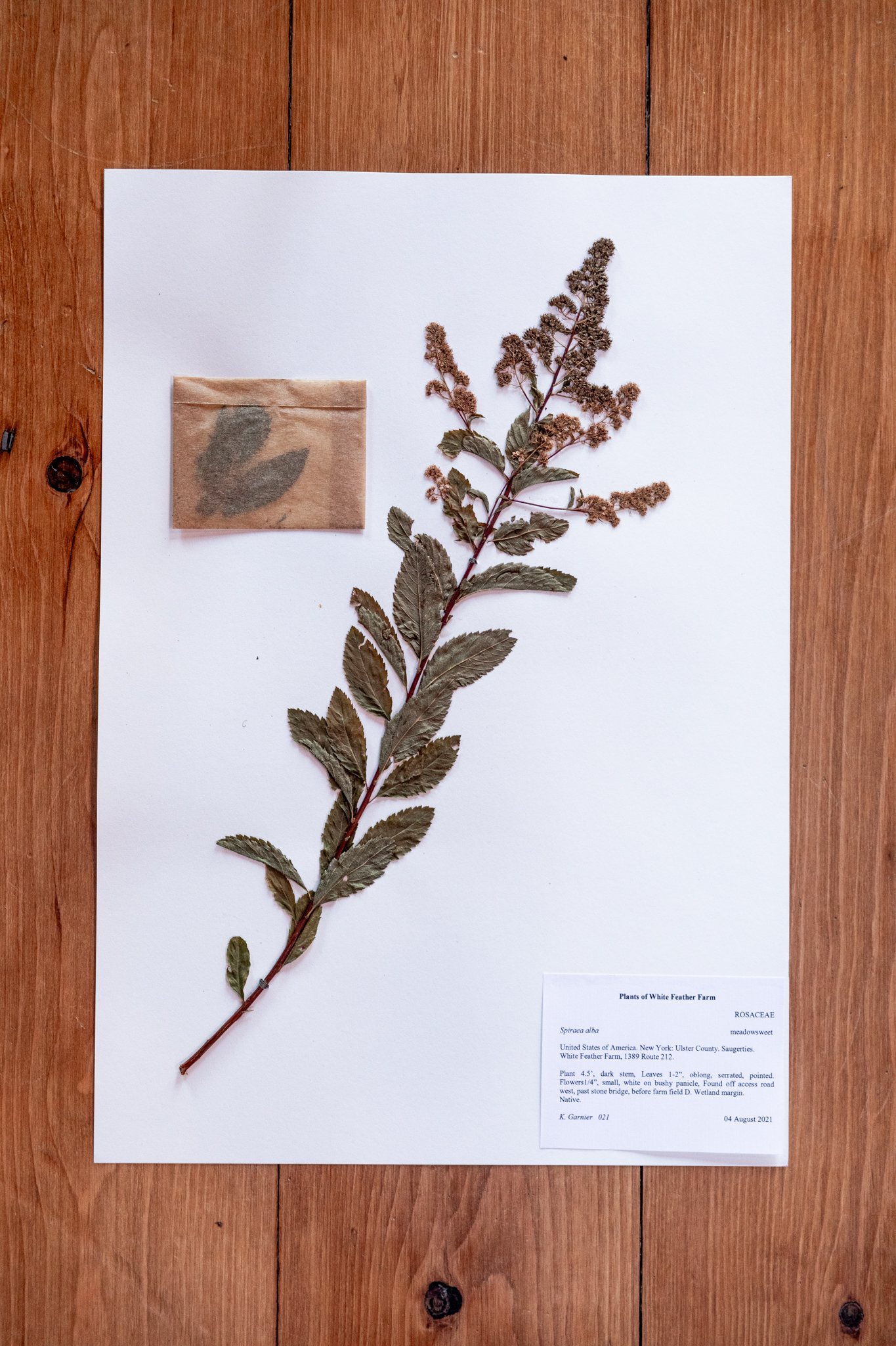 New Plant
