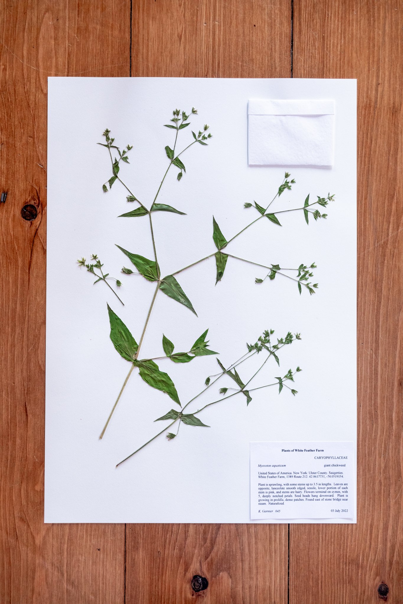 New Plant