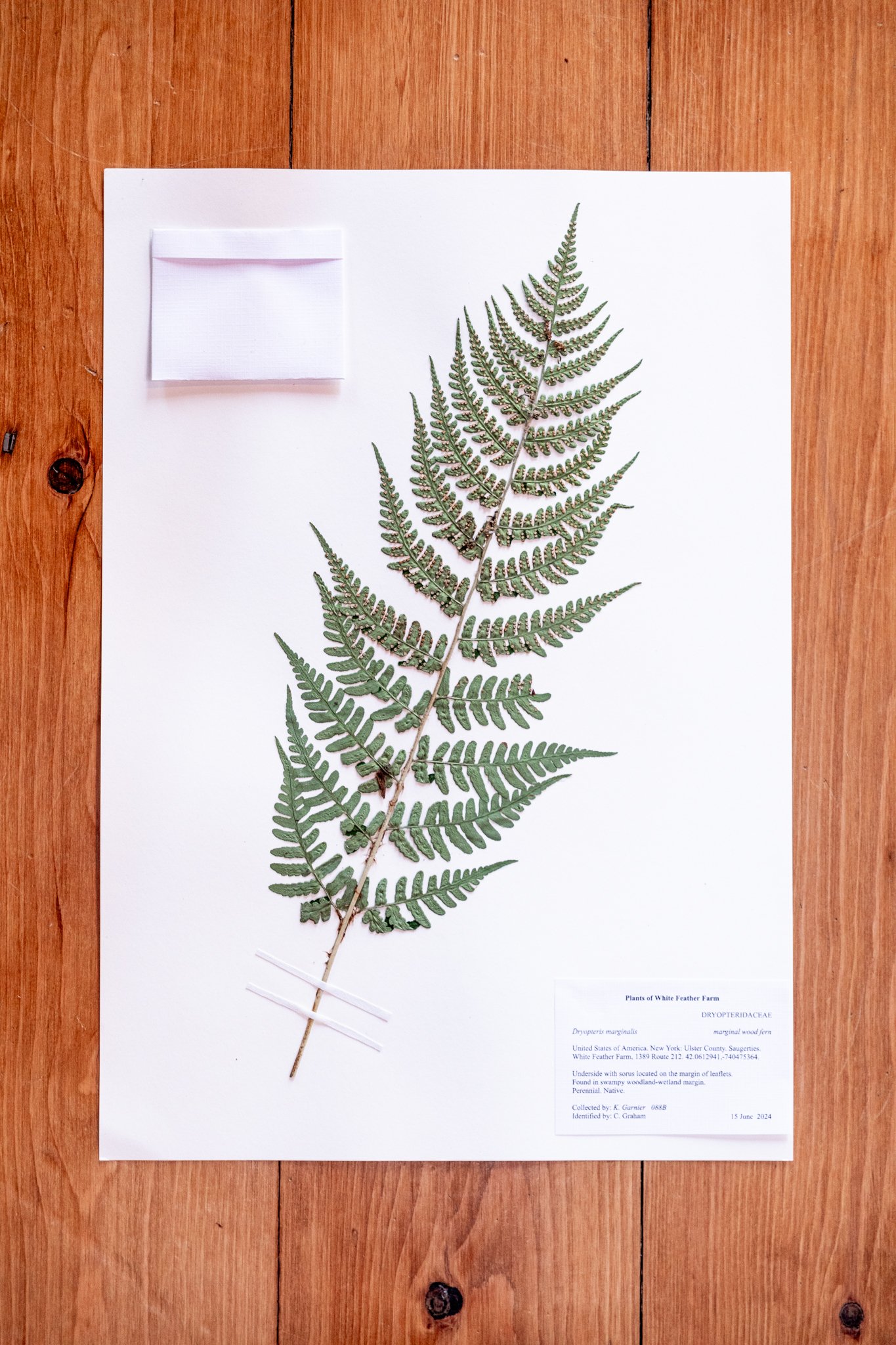 New Plant