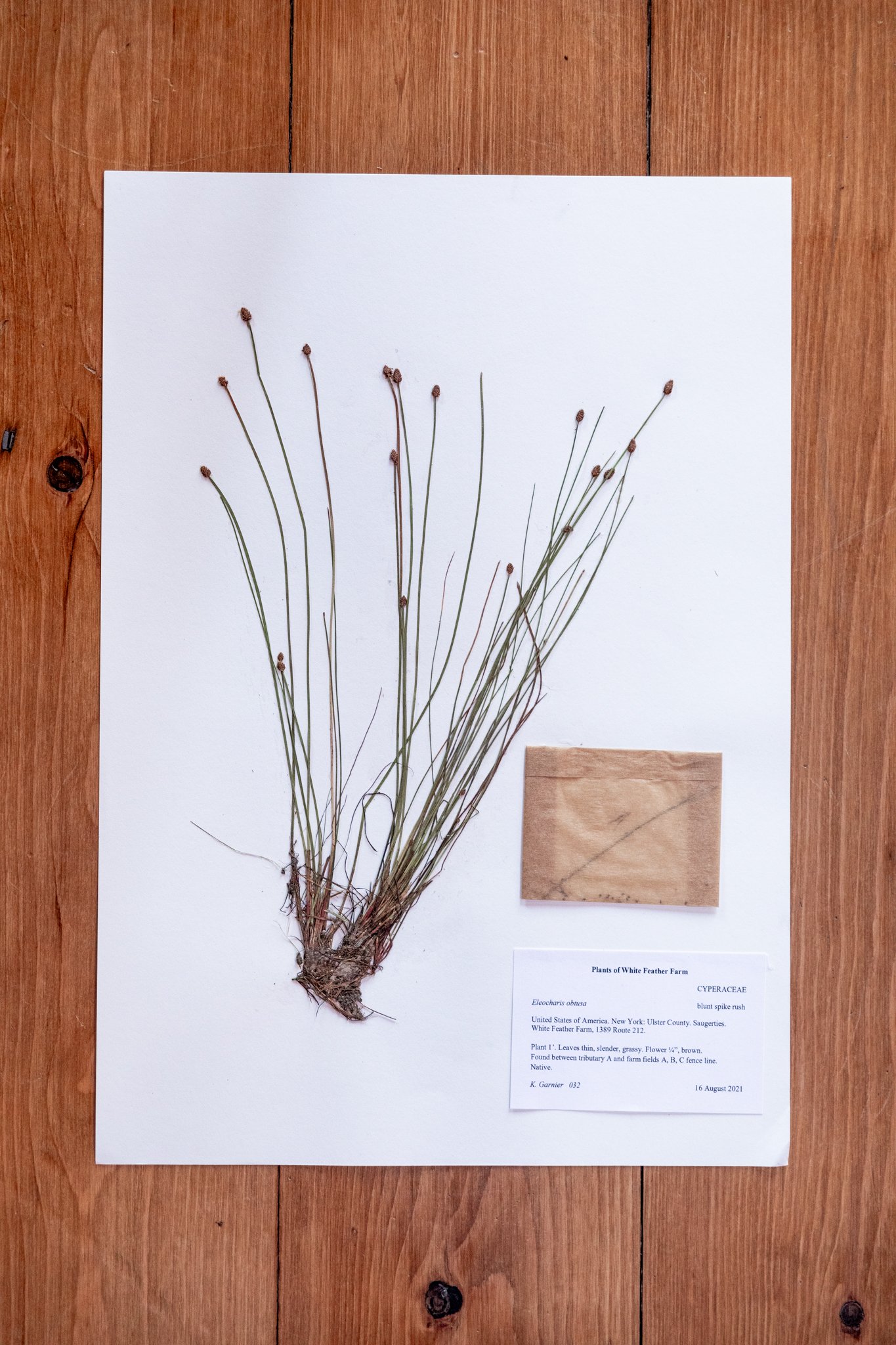 New Plant
