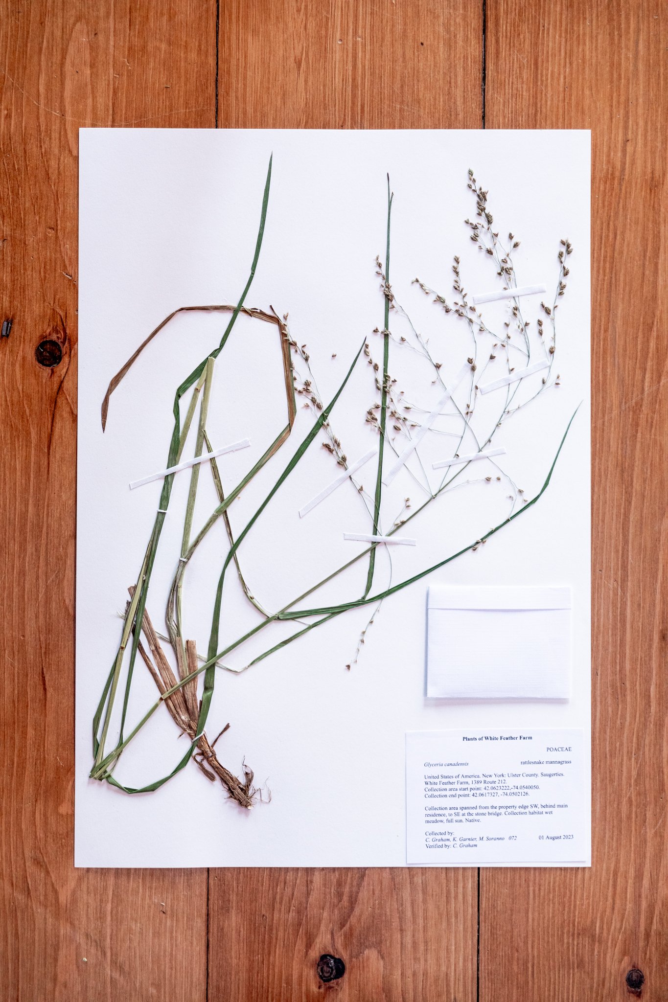 New Plant