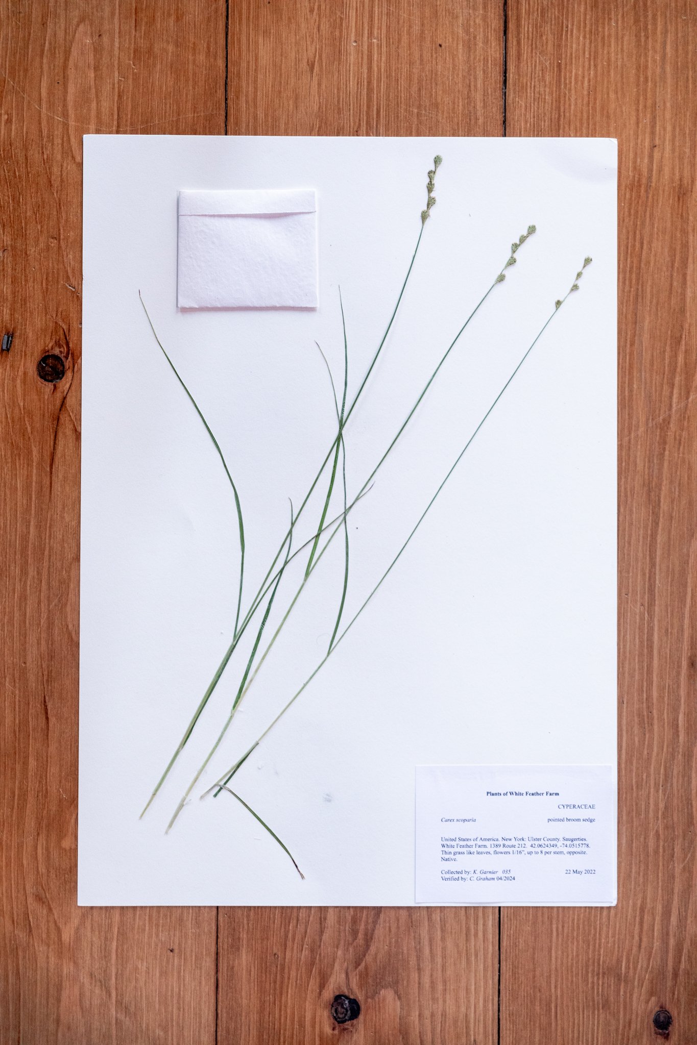 Plant C