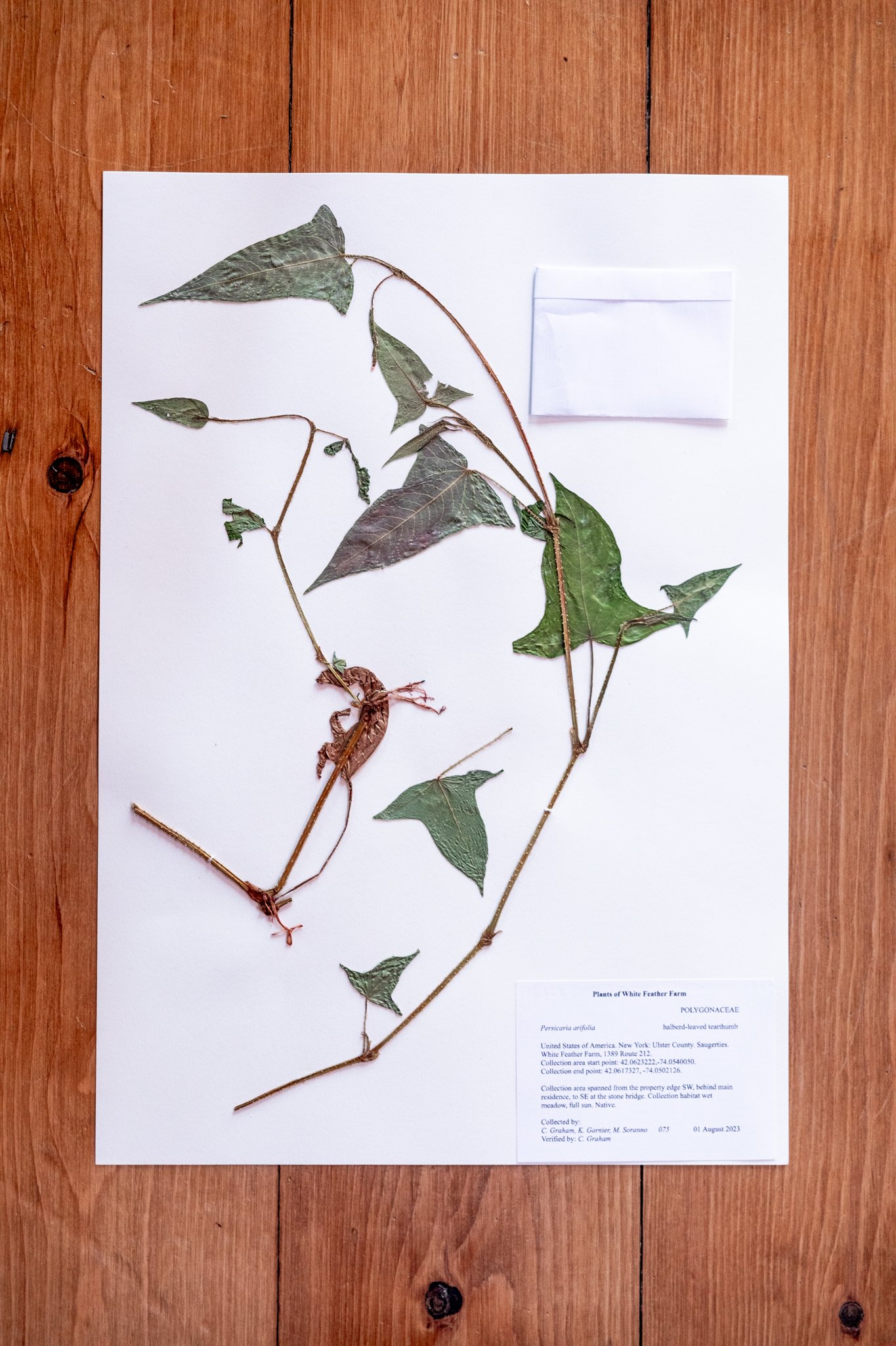 New Plant