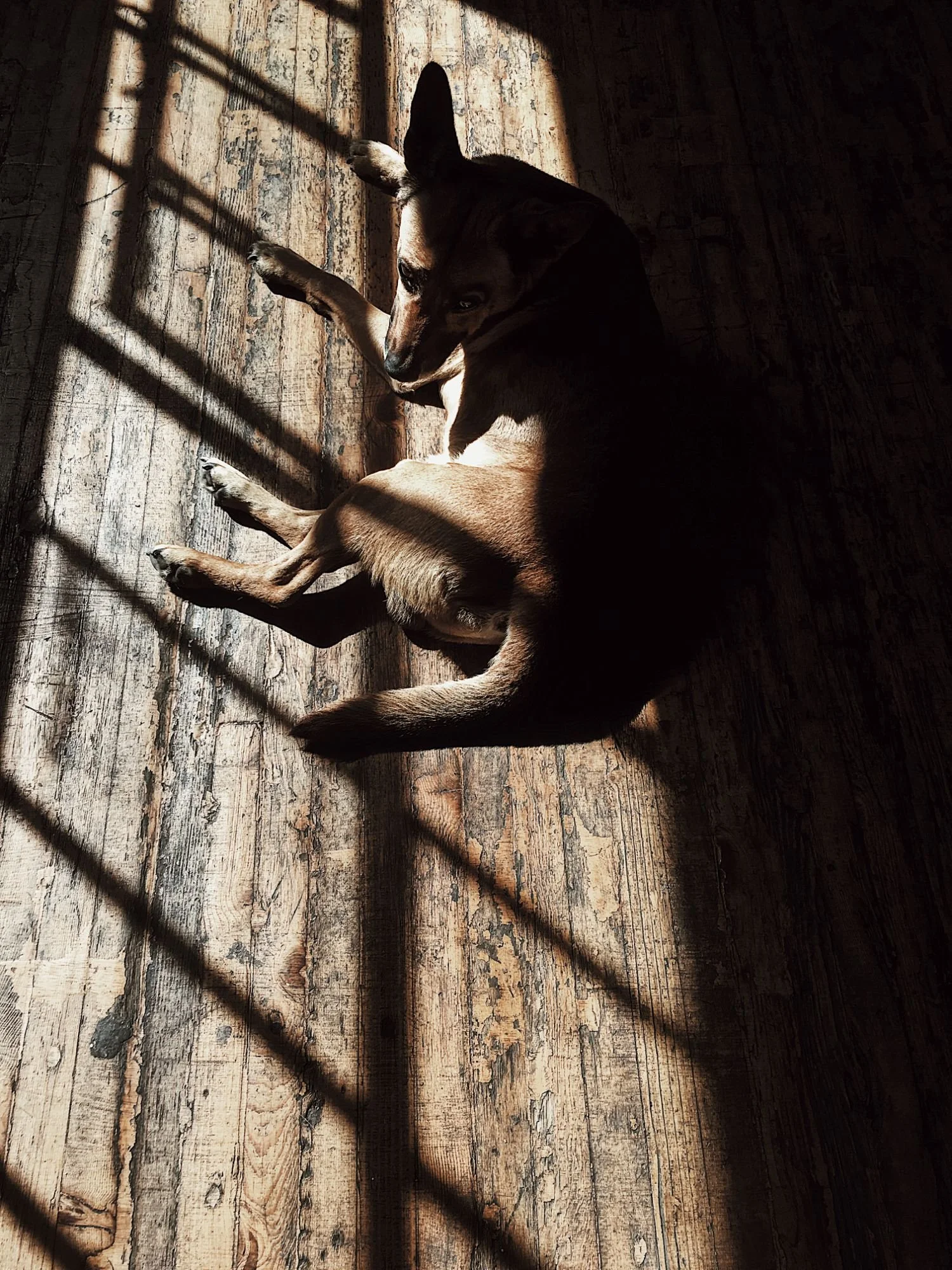 A dog resting in a patch of window light