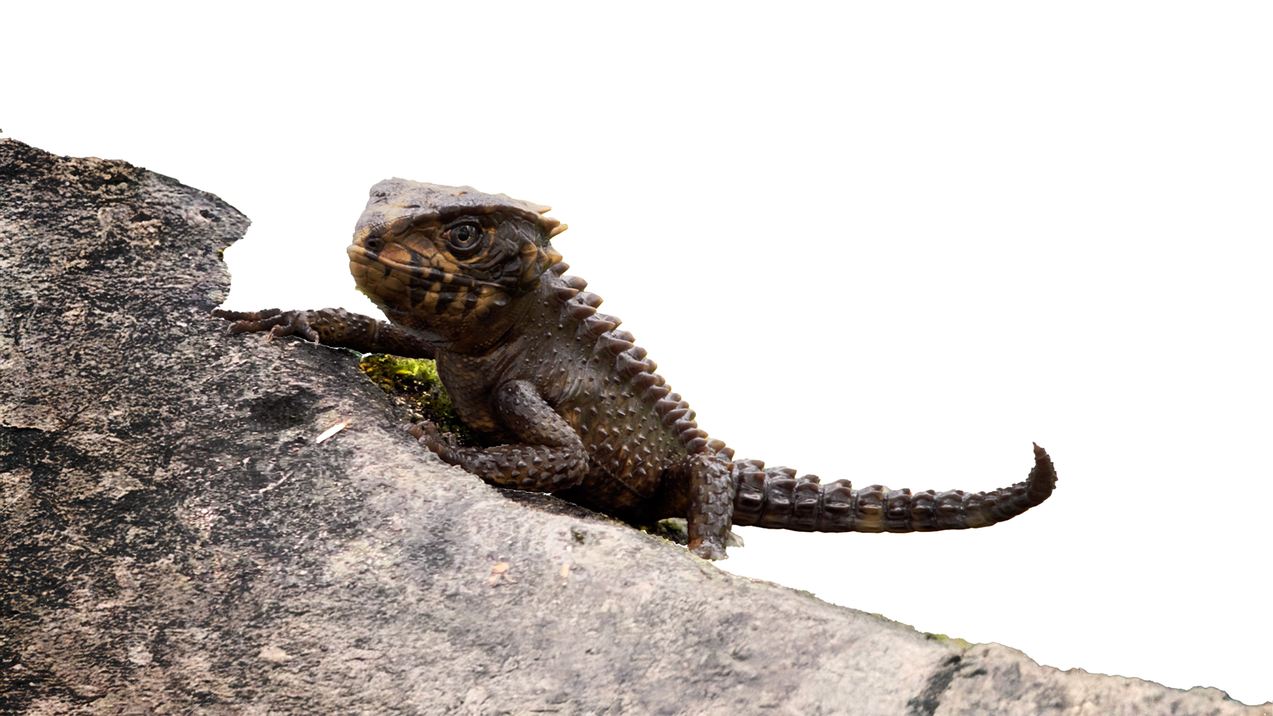 Demo reel outcome cutout 3