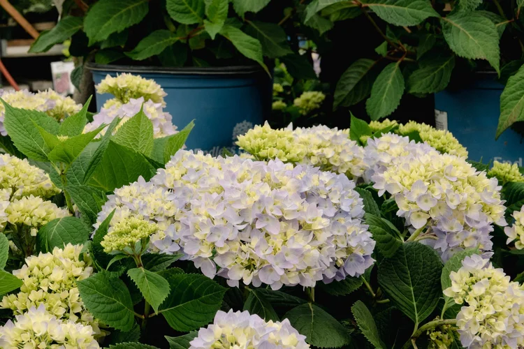 Here’s Your Summer Gardening News!