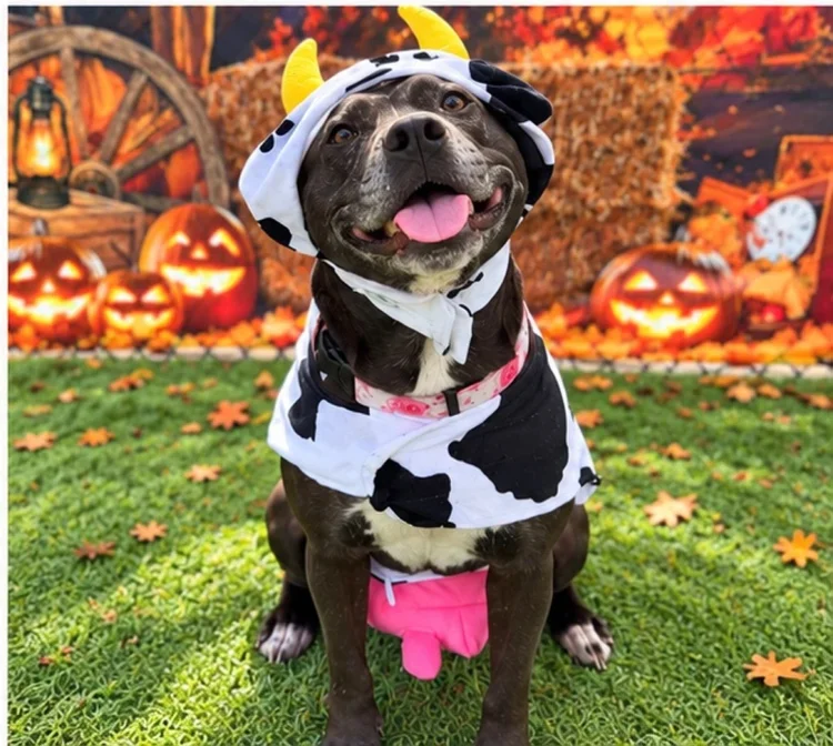 A Jazz's Wonderland pup in a cow costume