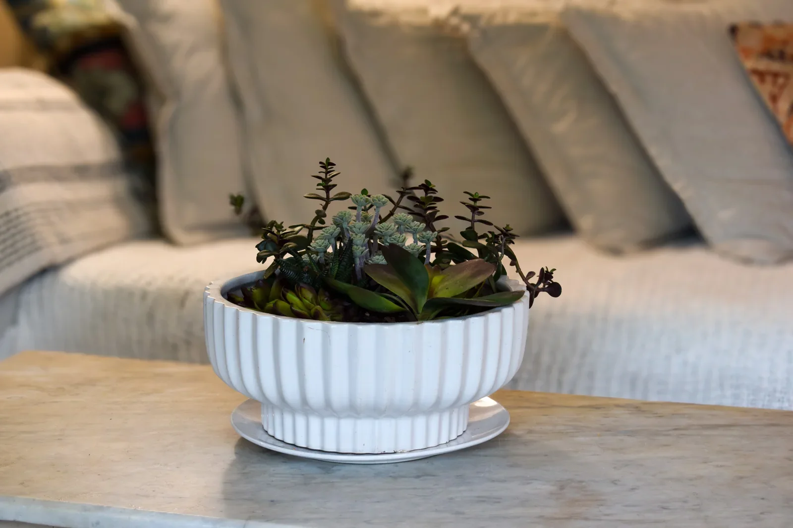 Succulent arrangement in a warm CFR therapy space.
