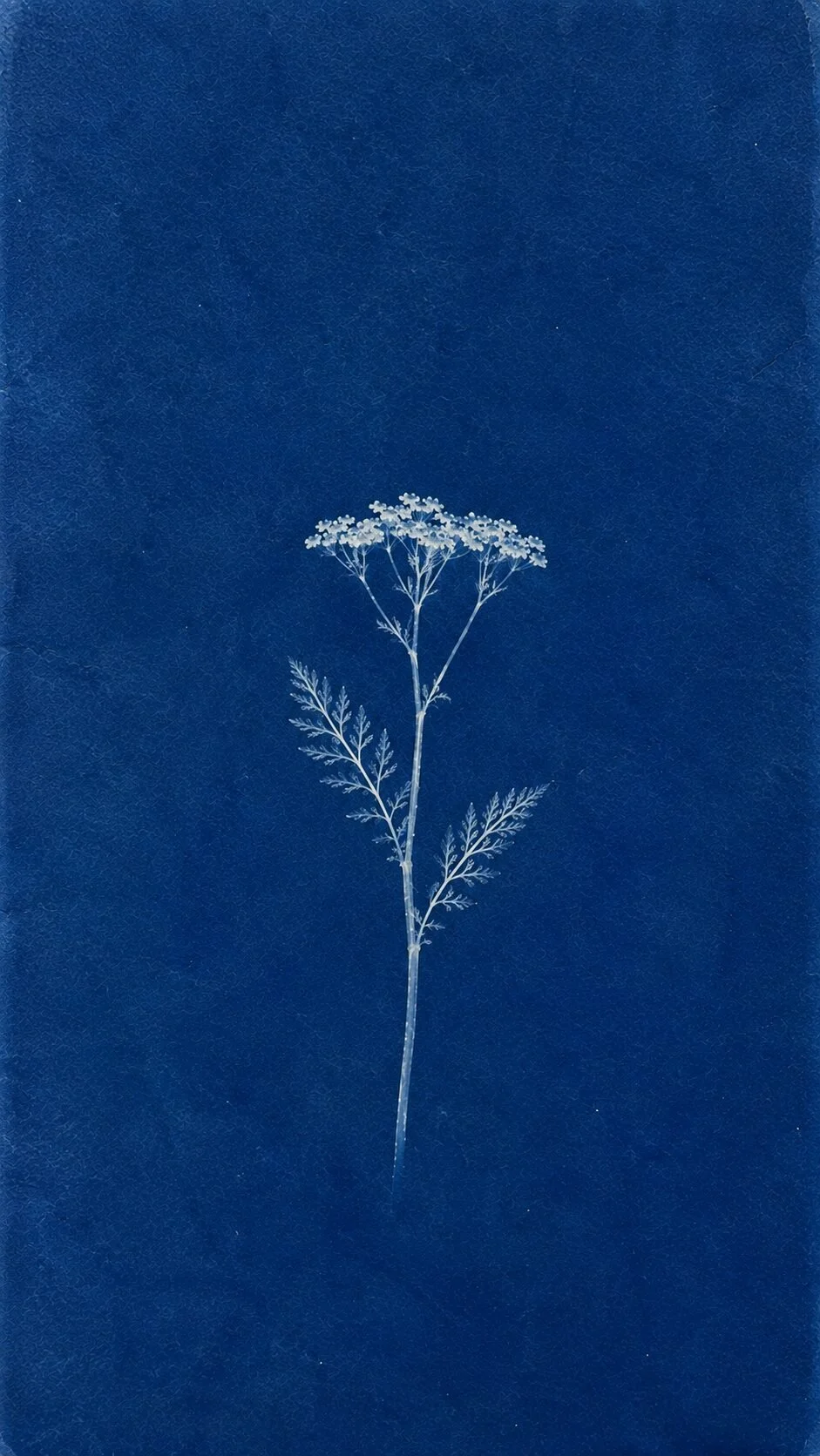 Cyanotype of yarrow