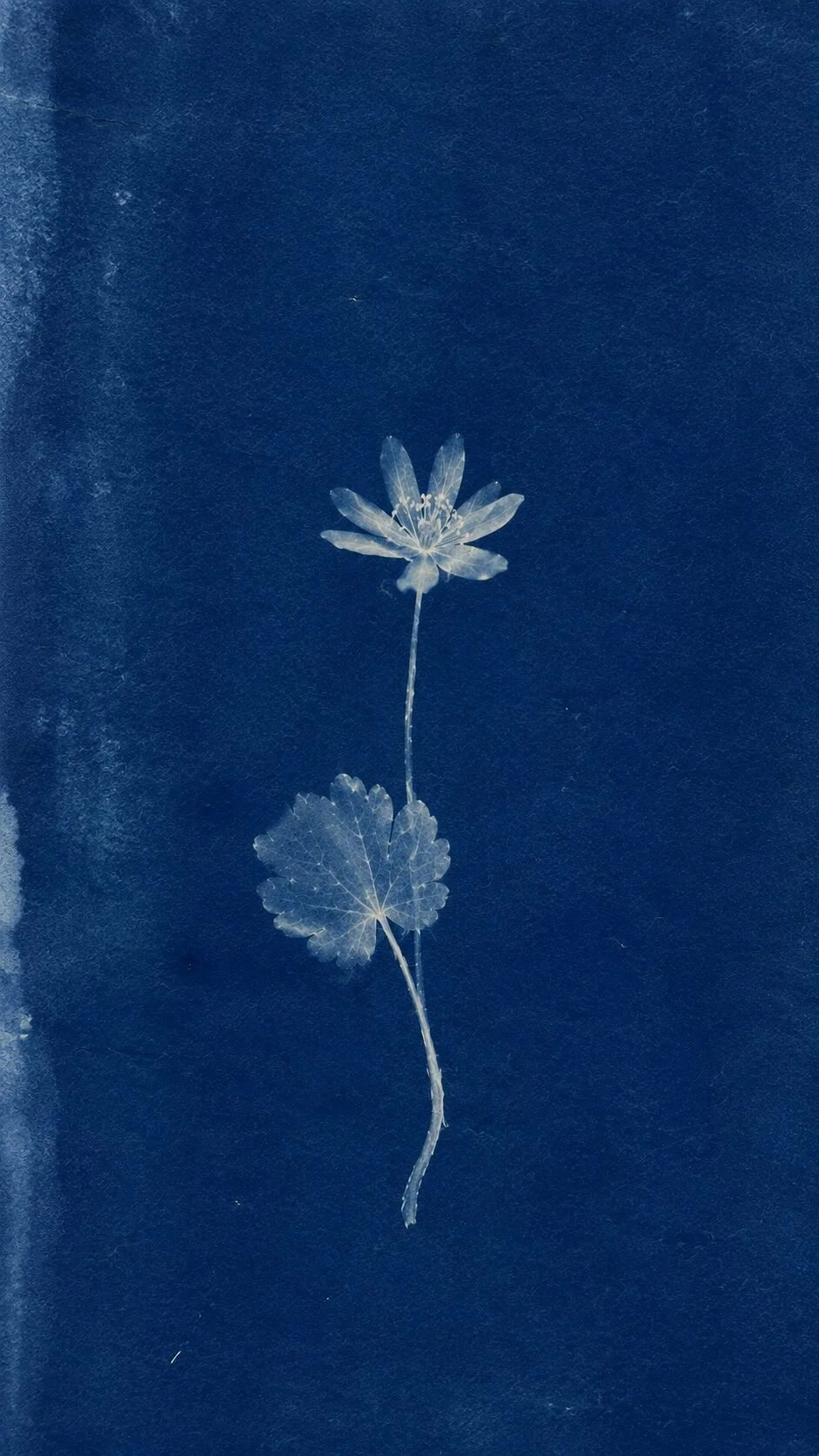 Cyanotype of bloodroot