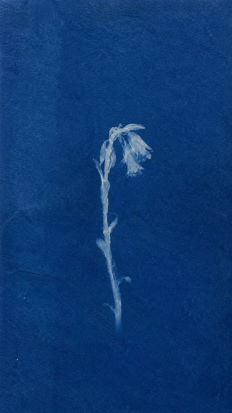 Cyanotype of ghost pipe