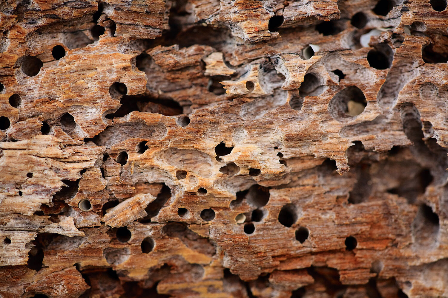 What You Should Know About Termite Damage.