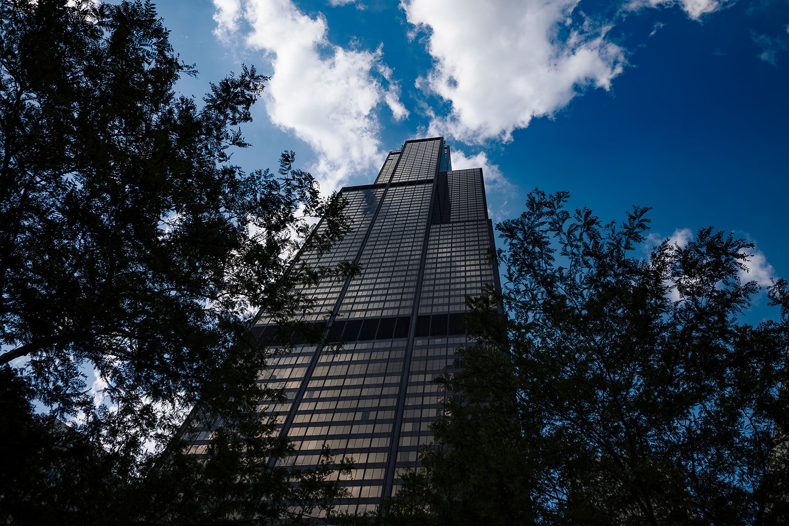 Rose petal path leading to Willis Tower 99th floor windows for surprise proposal