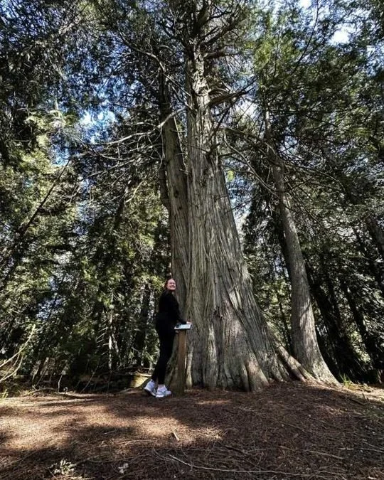 A hiker standing at the base of a giant old-growth cedar in Eagle River Nature Park