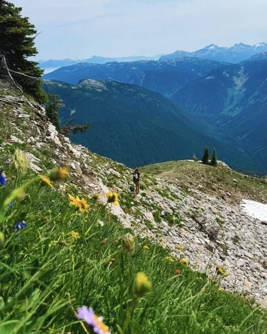 Wildflowers on an alpine ridge above forested mountain ranges on the Eagle Pass hike