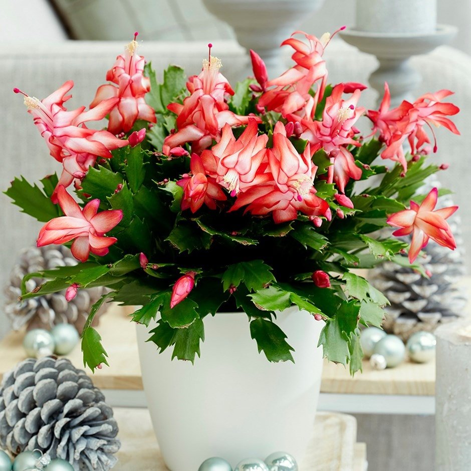 Christmas Cactus растение