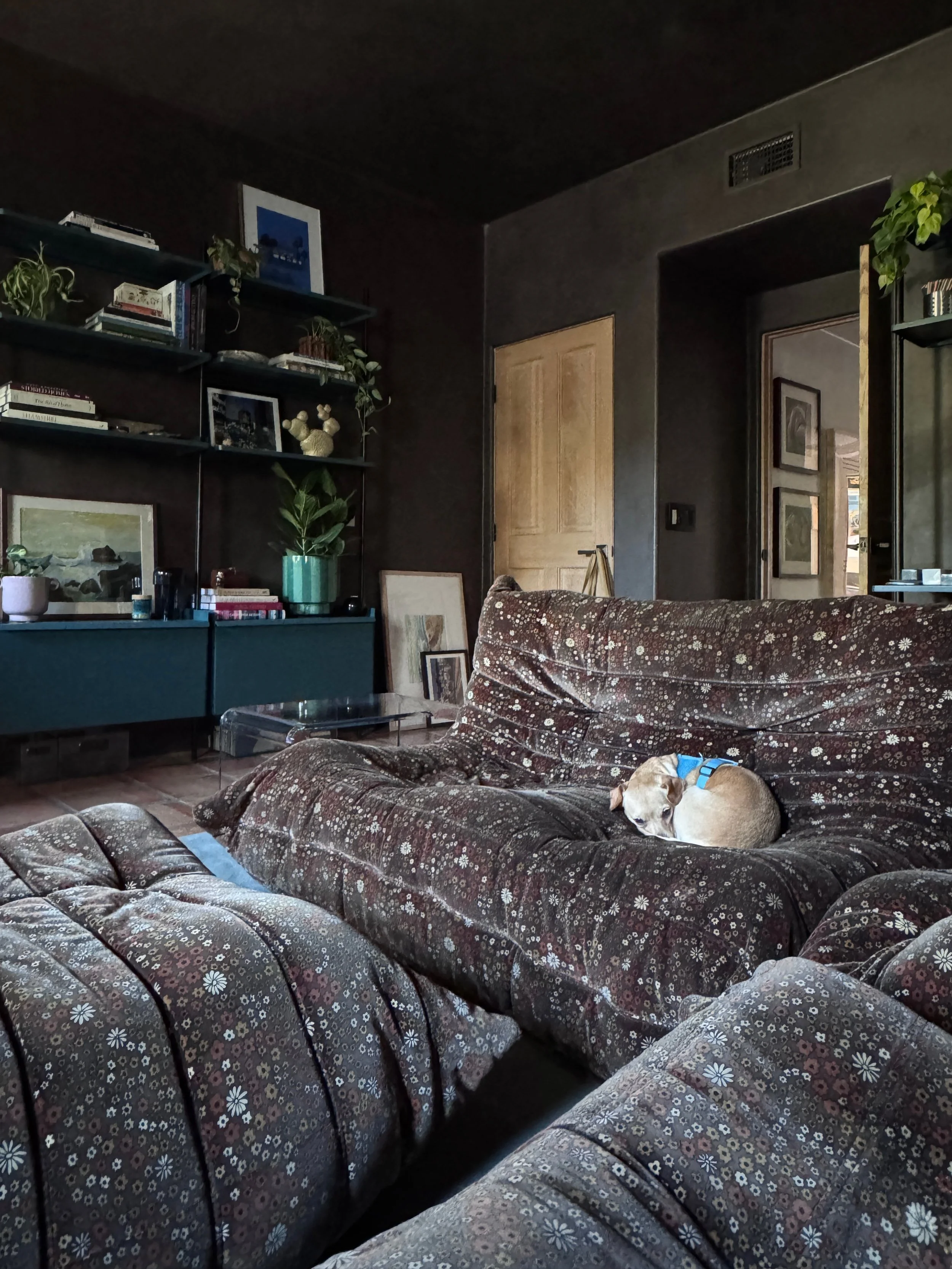 Media room with espresso-colored walls, floral upholstered seating, teal storage, bookshelves, and a sleeping dog.