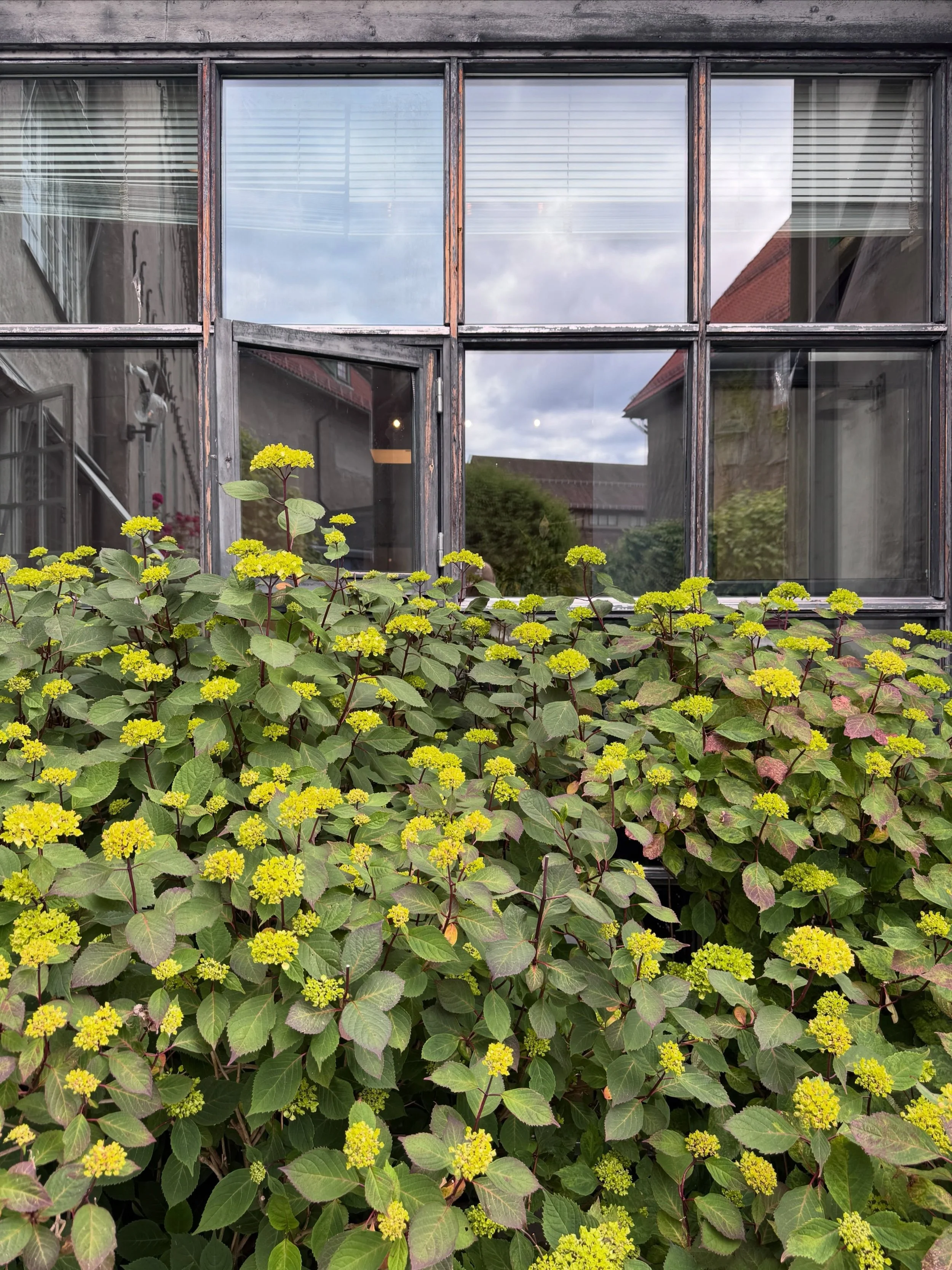 Weathered Norwegian window framed by timber siding and yellow-green foliage.