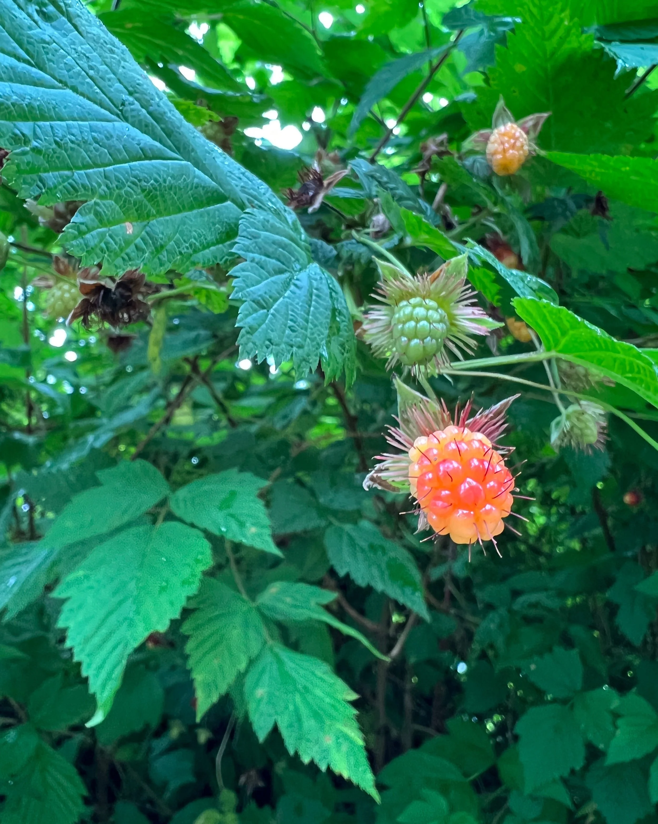 Orange wild berries among green leaves in Washington.
