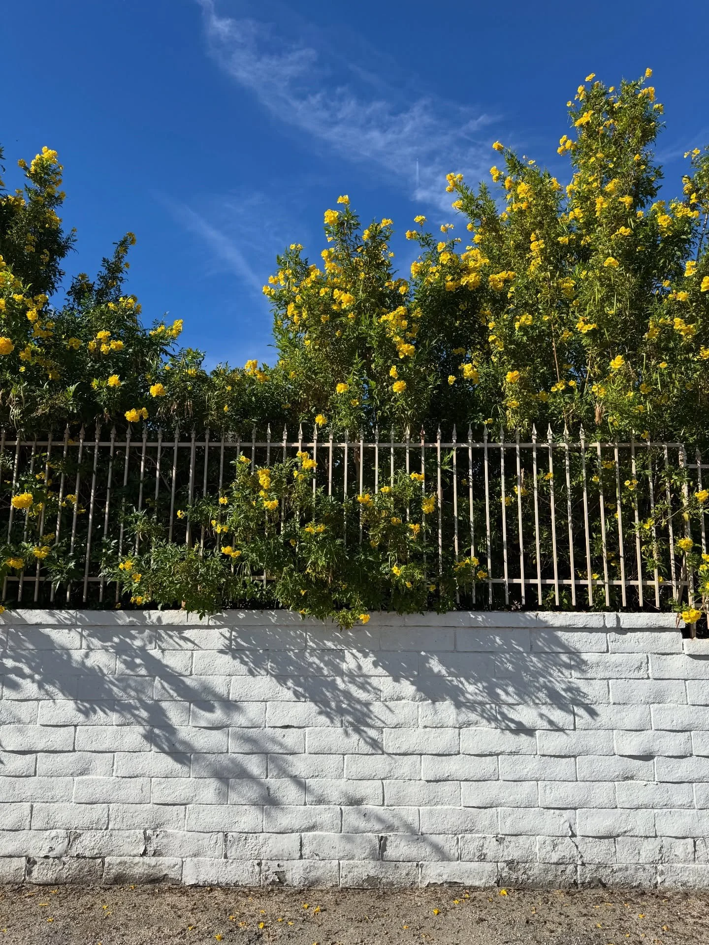 Yellow flowering tree above a white brick wall in Palm Springs.