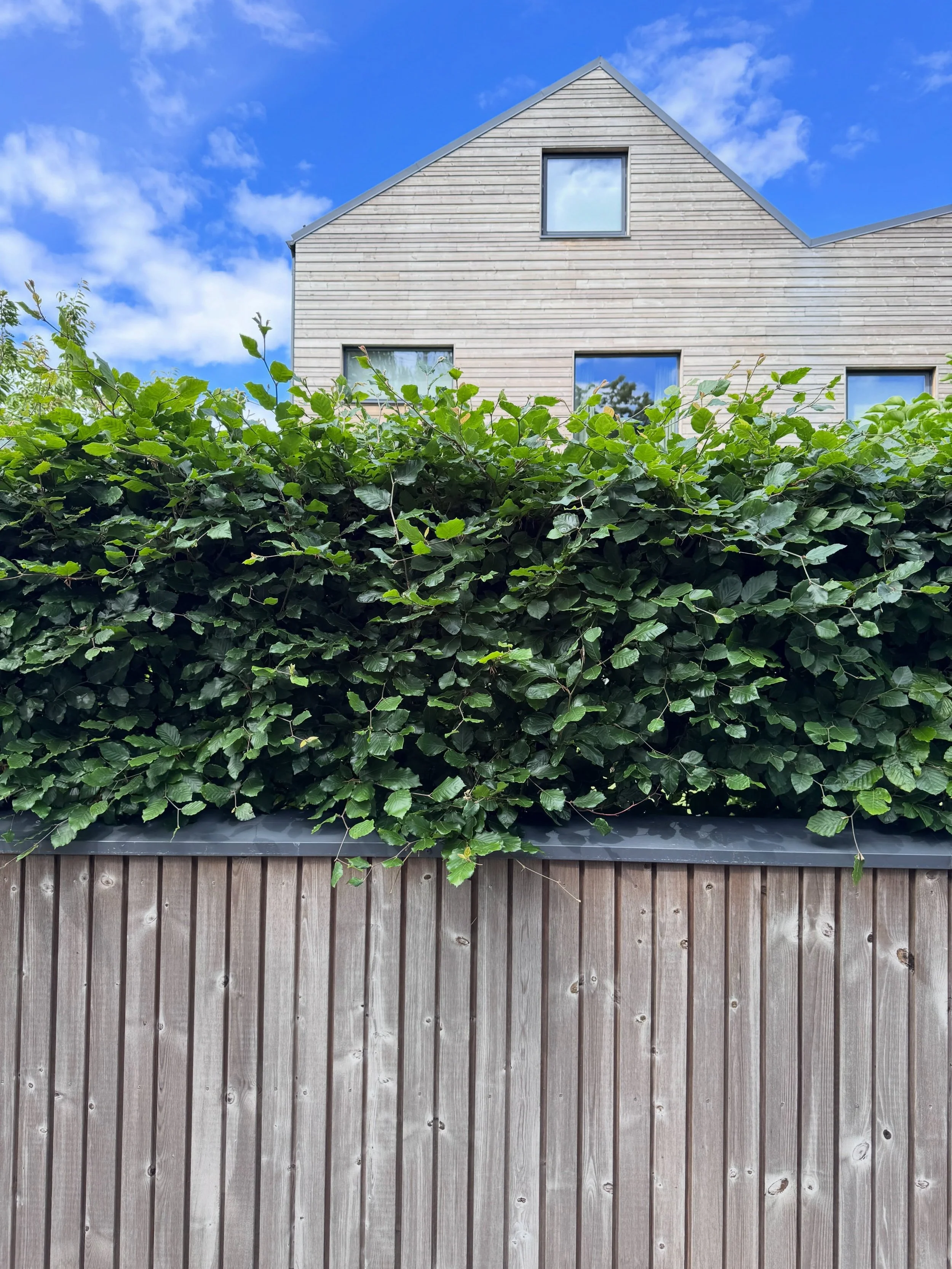 Pale yellow timber house with a white gable behind a hedge and gray picket fence in Norway.