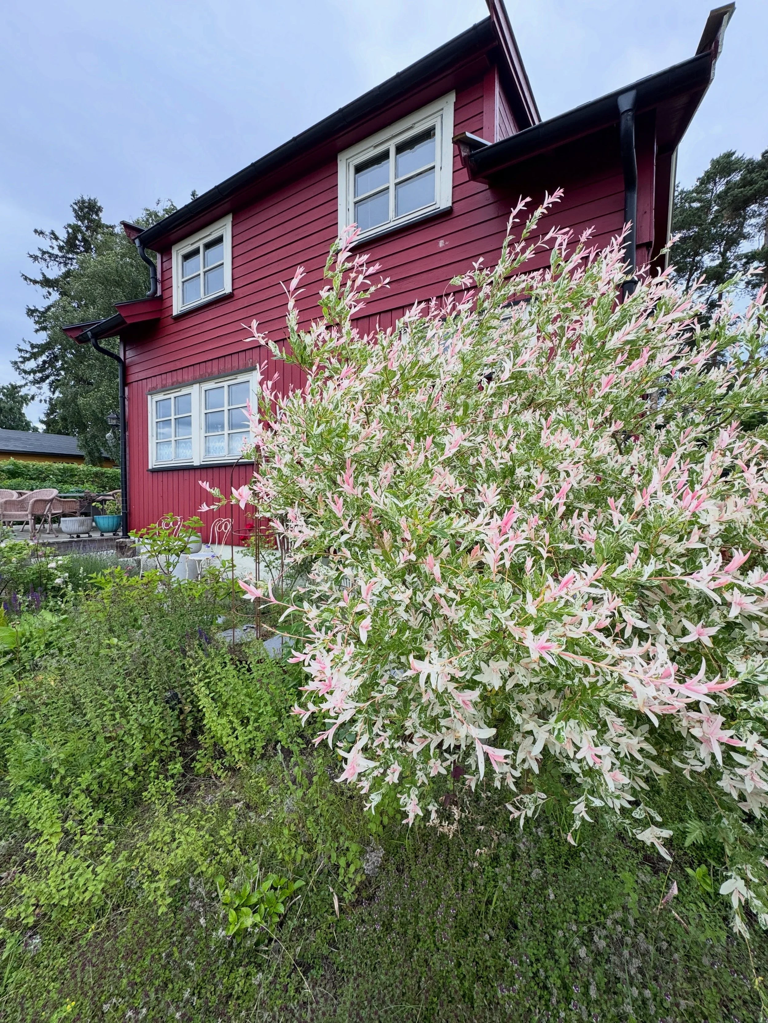 Red timber house beside a flowering hedge in Norway.