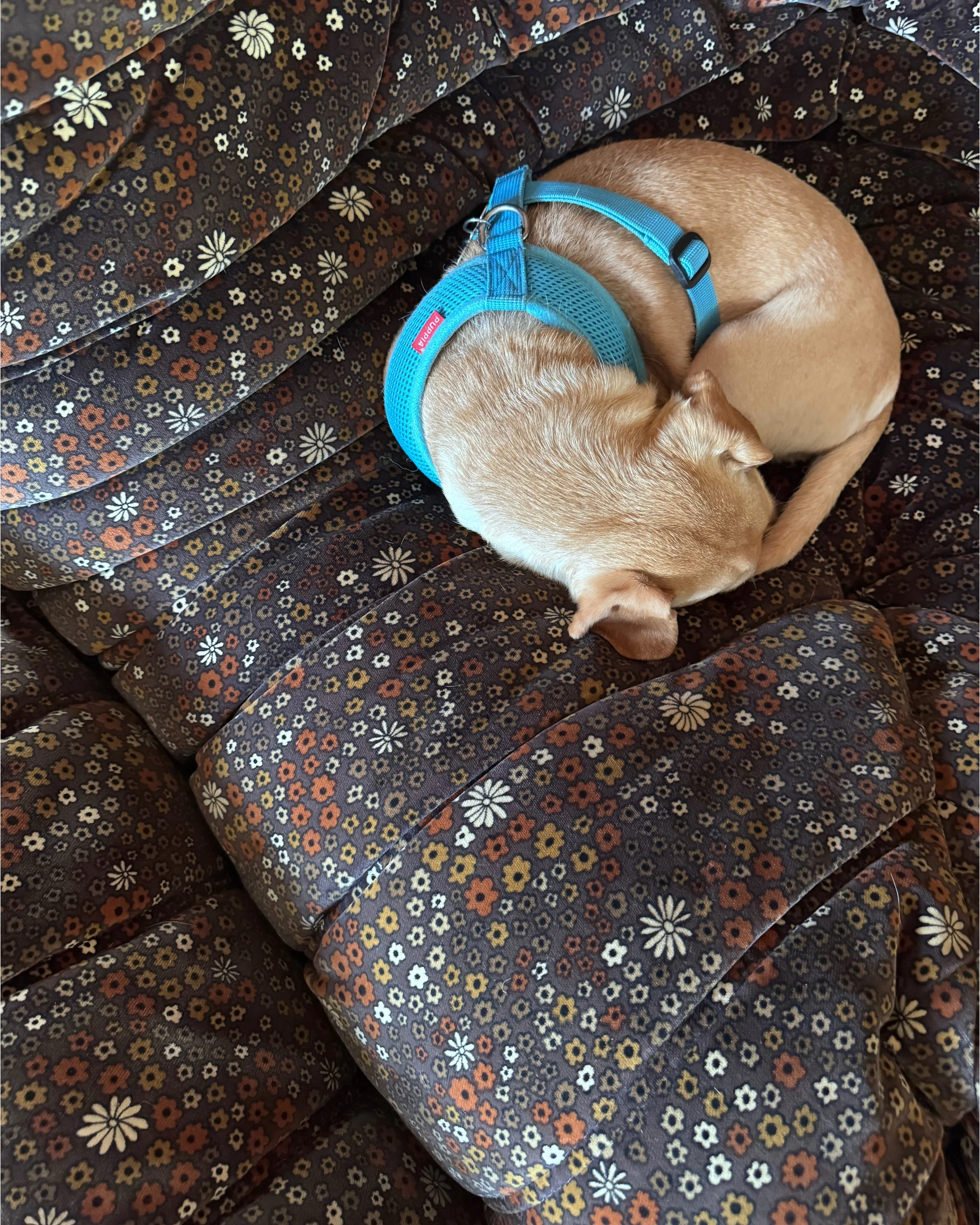 Dog curled on dark floral upholstery on a vintage Ligne Roset sofa.