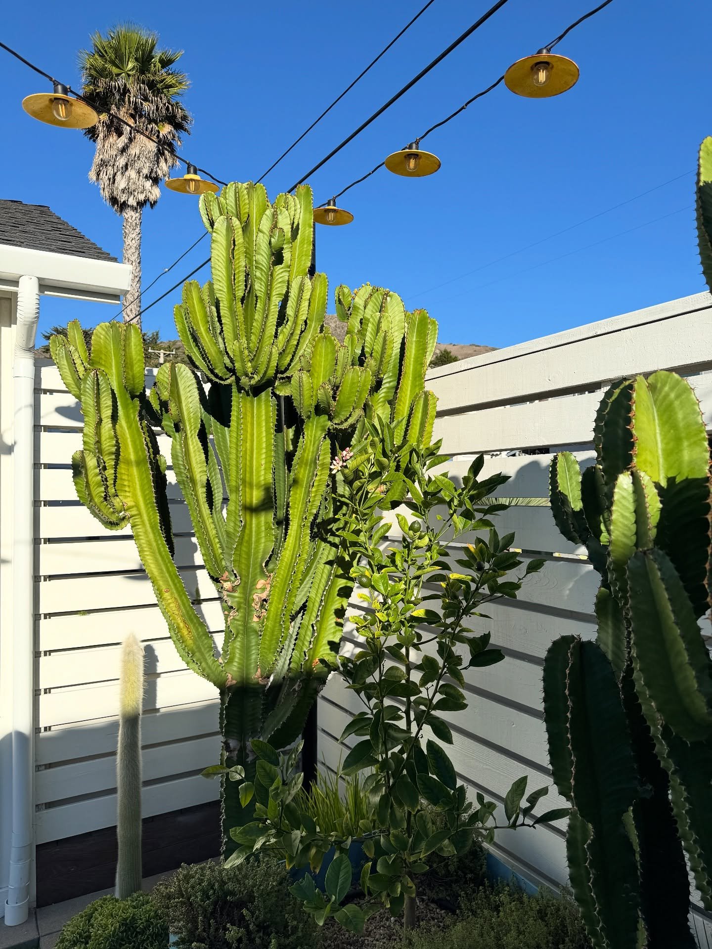 Cactus planting and overhead string lights beside a white building at The Pacific Motel.