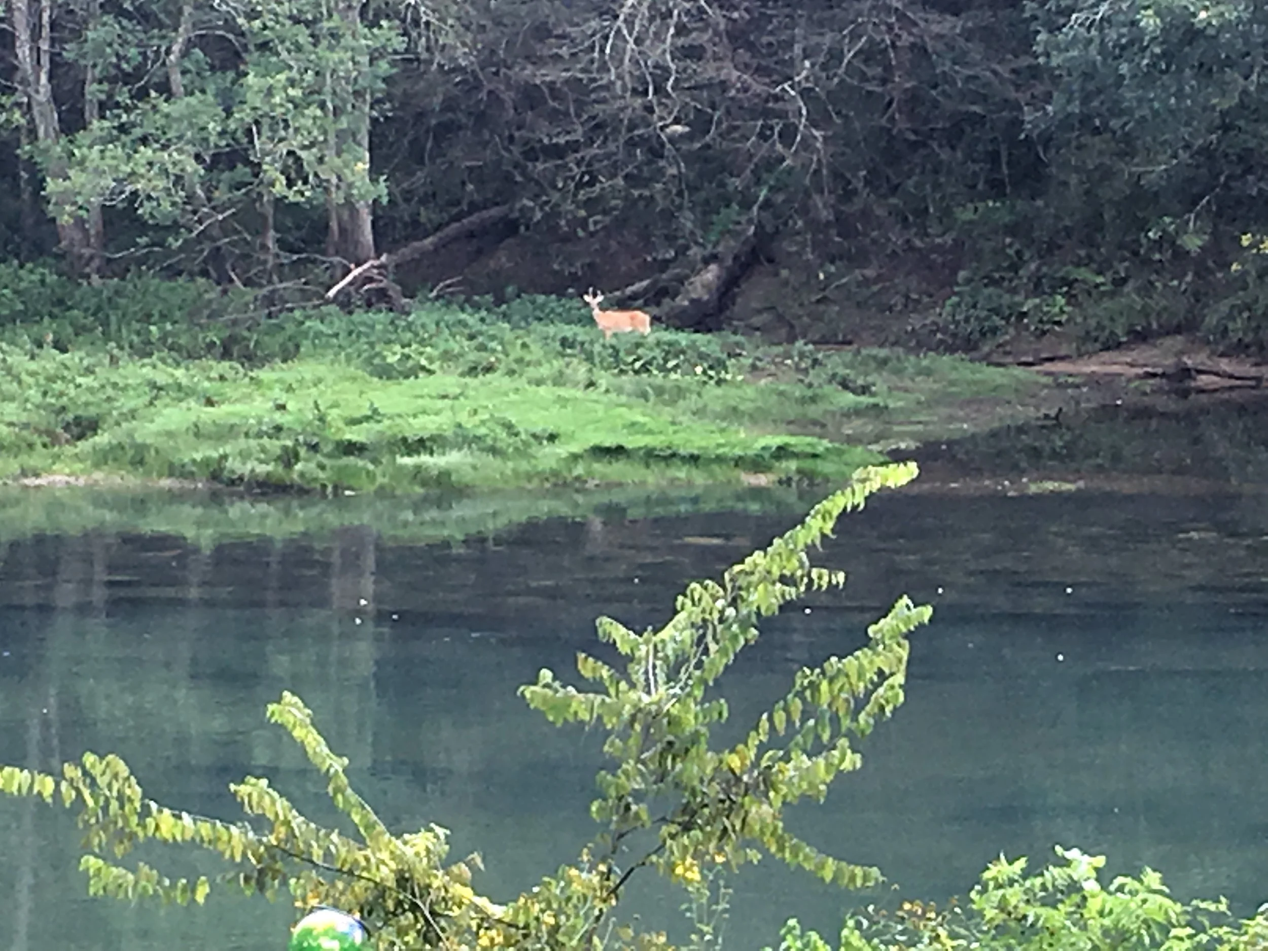 Deer grazing along the bank of the Little Red River