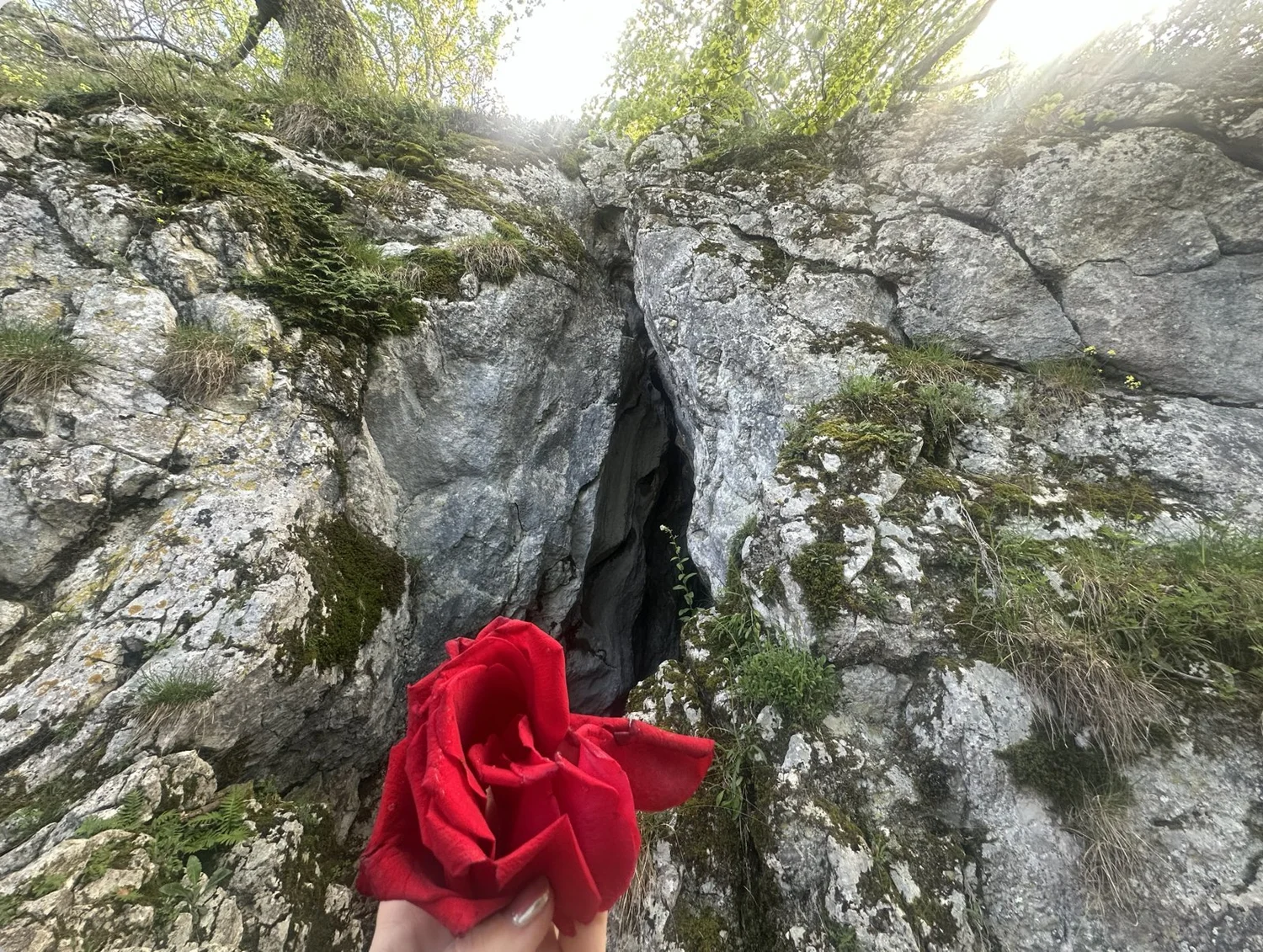 A red rose held up at the mouth of a cave