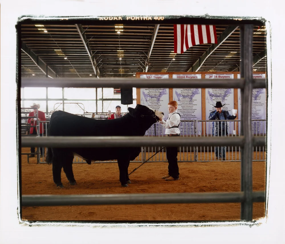 Steer Sale