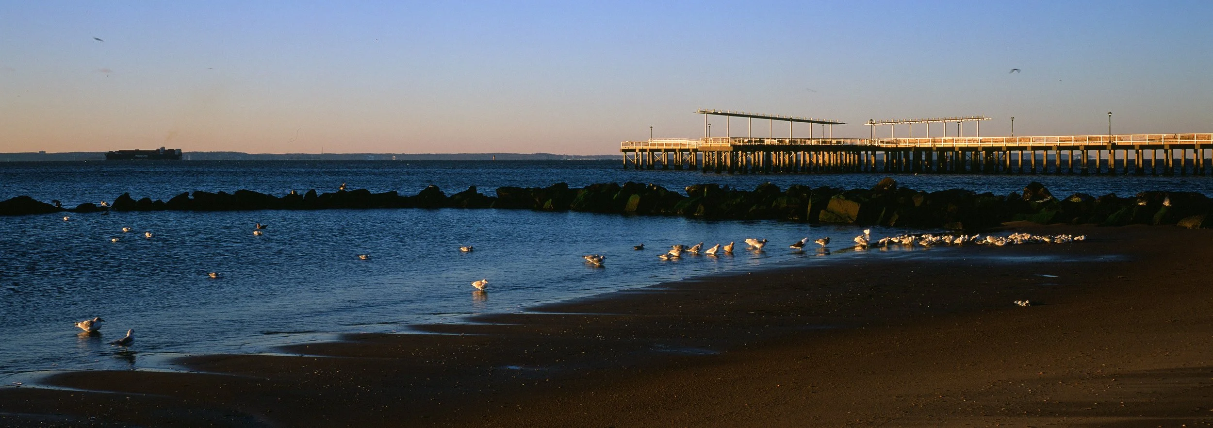 Sea birds on the snow, Coney Island